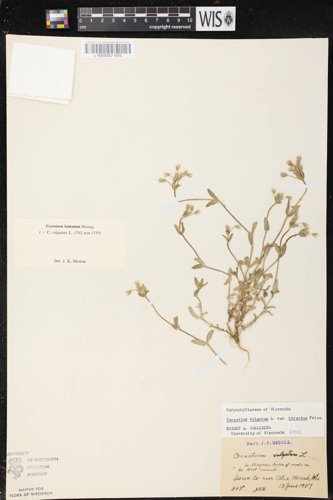 Cerastium fontanum image