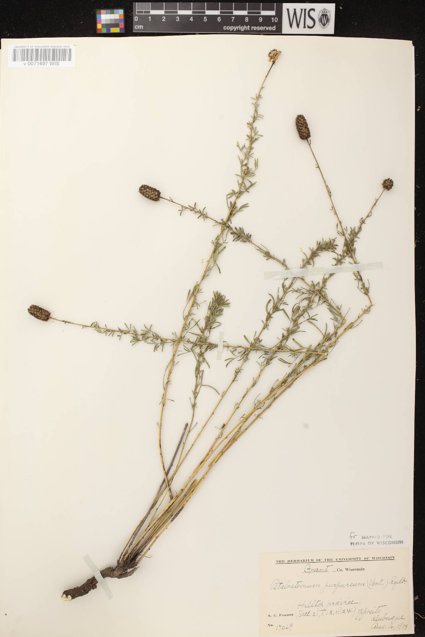 Dalea purpurea var. purpurea image