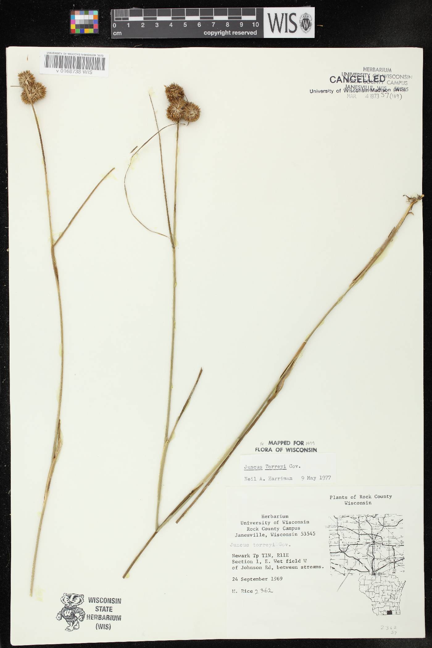 Juncus torreyi image