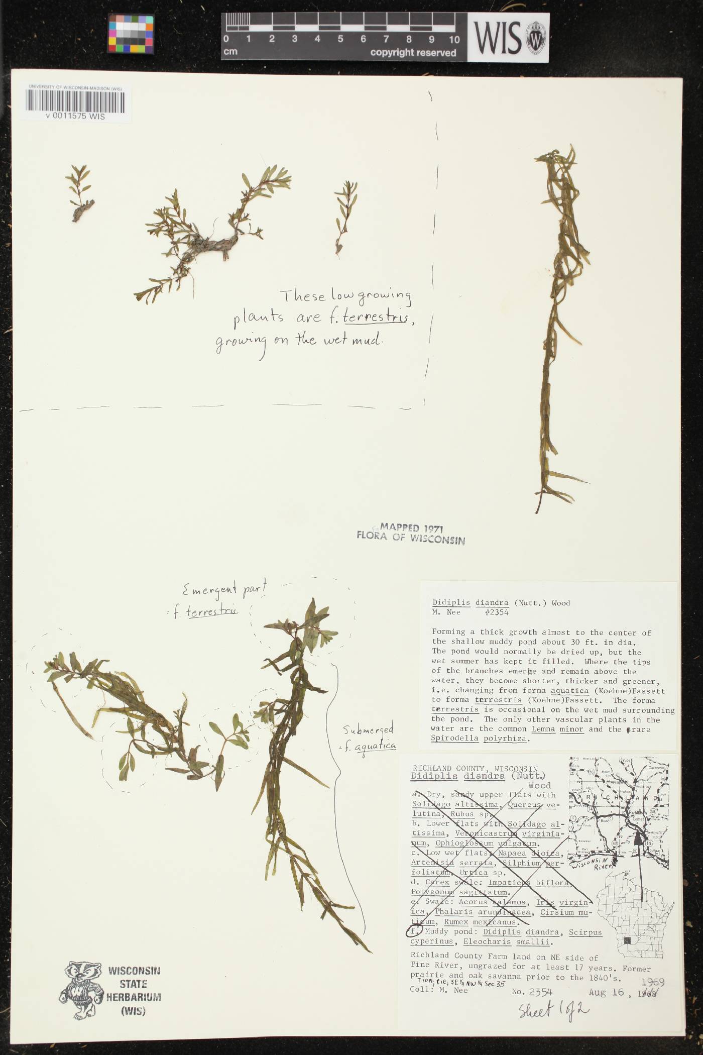 Didiplis diandra image
