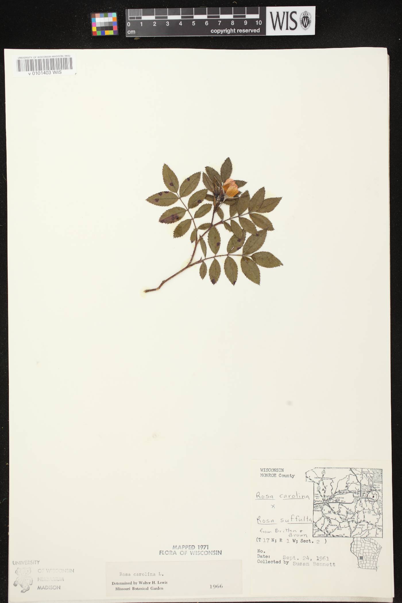 Rosa carolina image