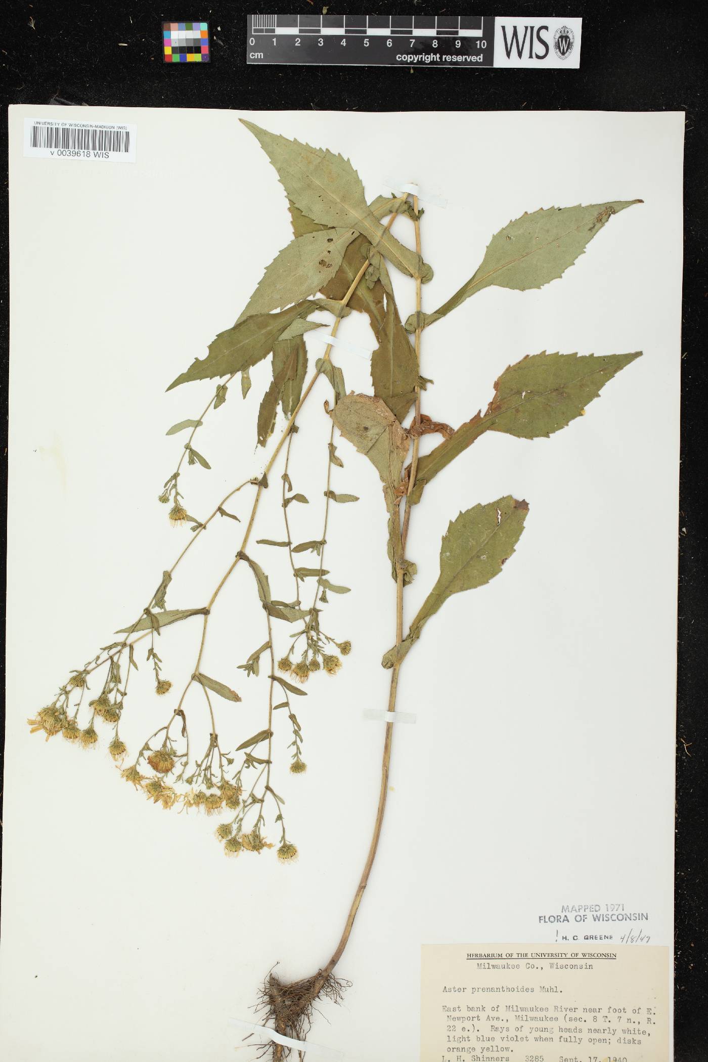 Symphyotrichum prenanthoides image