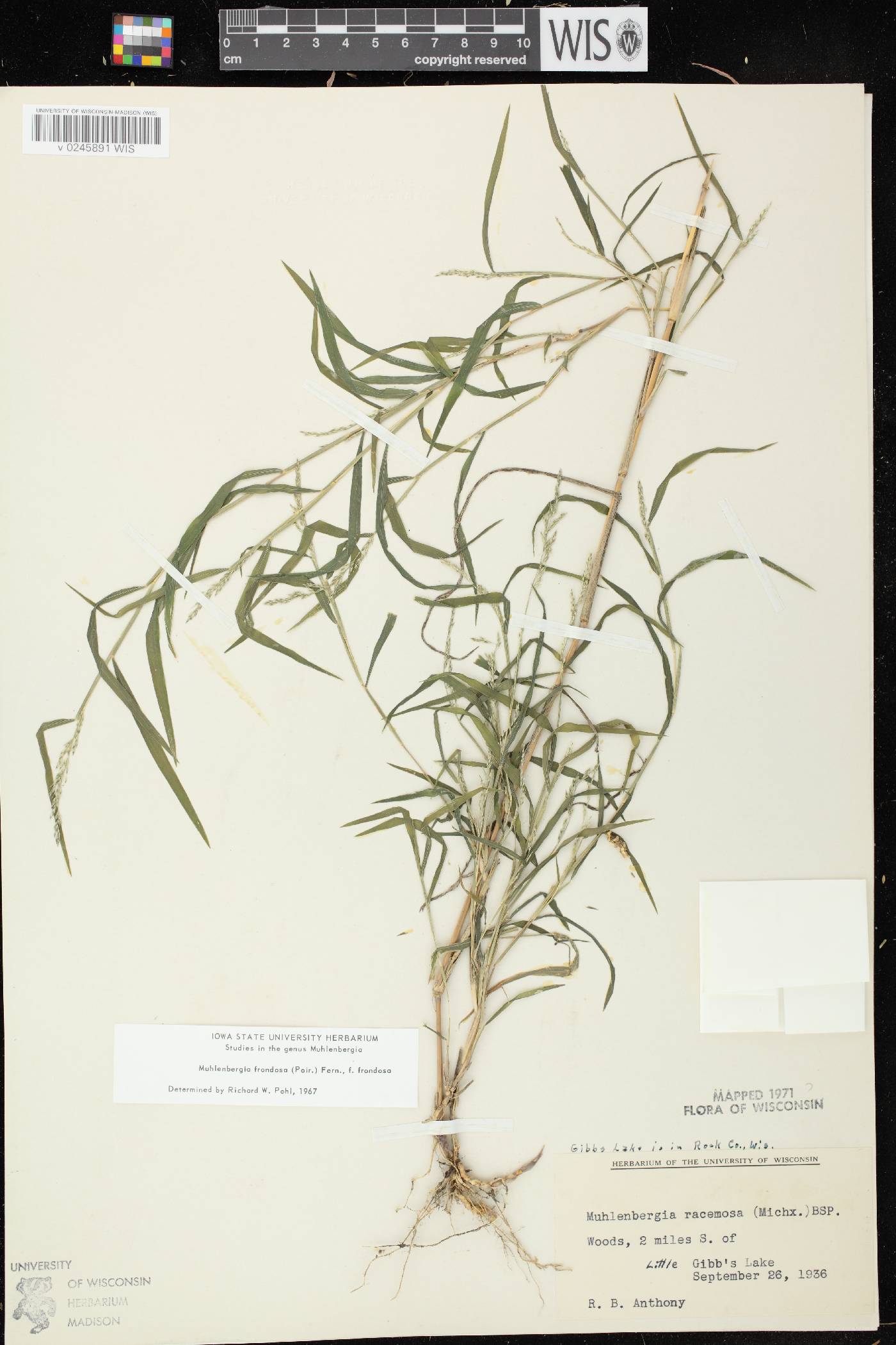 Muhlenbergia frondosa image