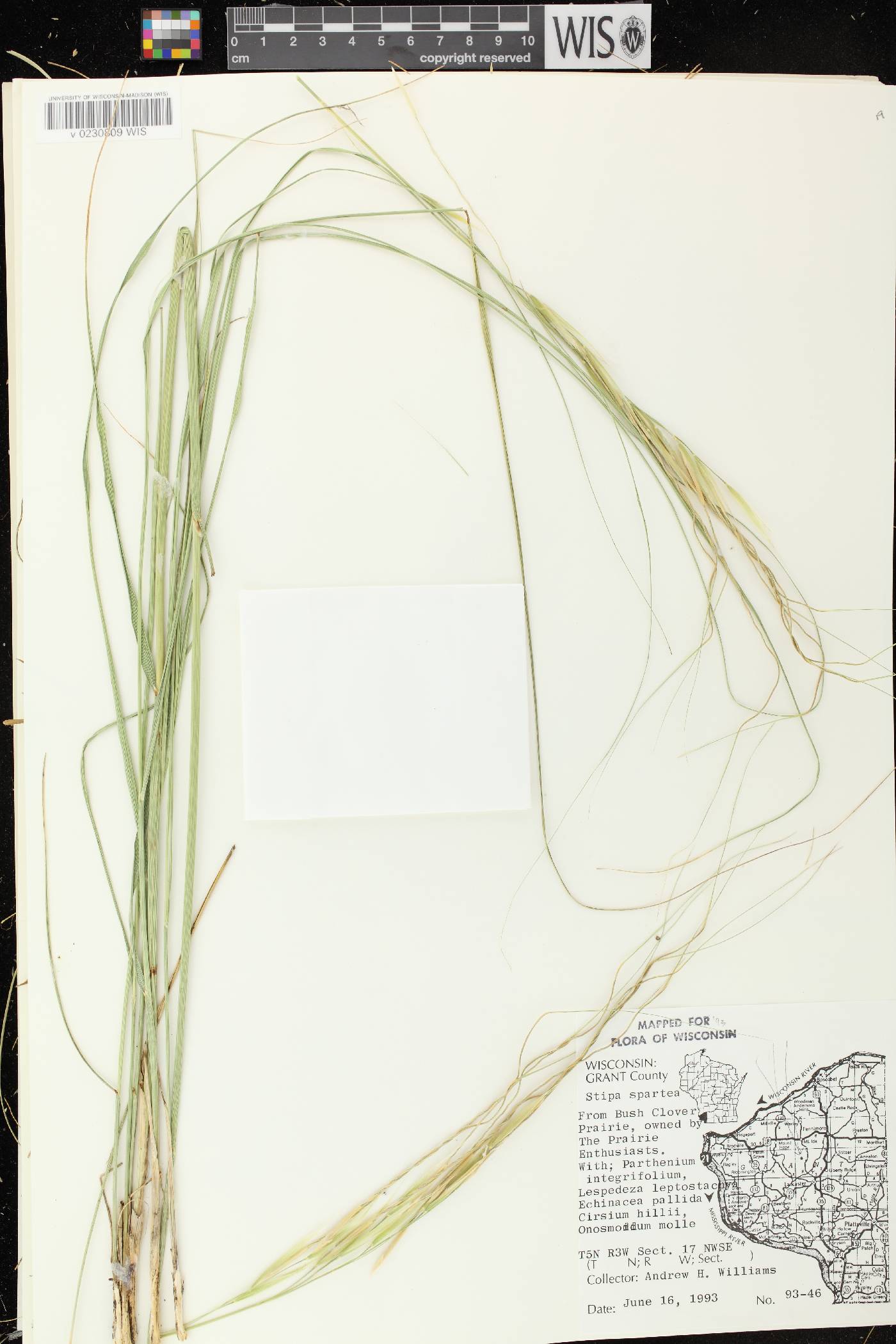 Hesperostipa spartea image