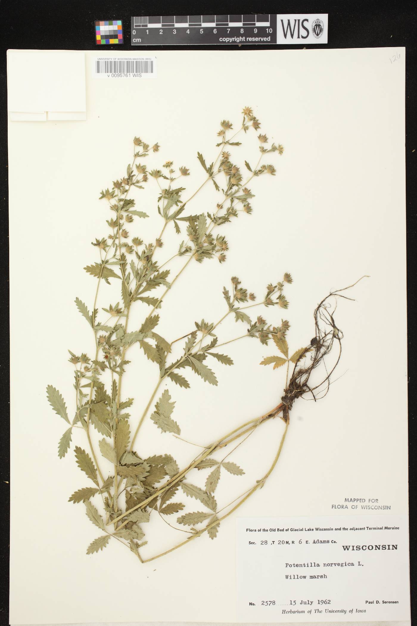 Potentilla norvegica image