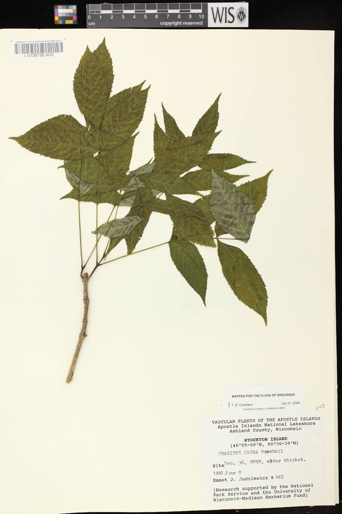 Fraxinus nigra image