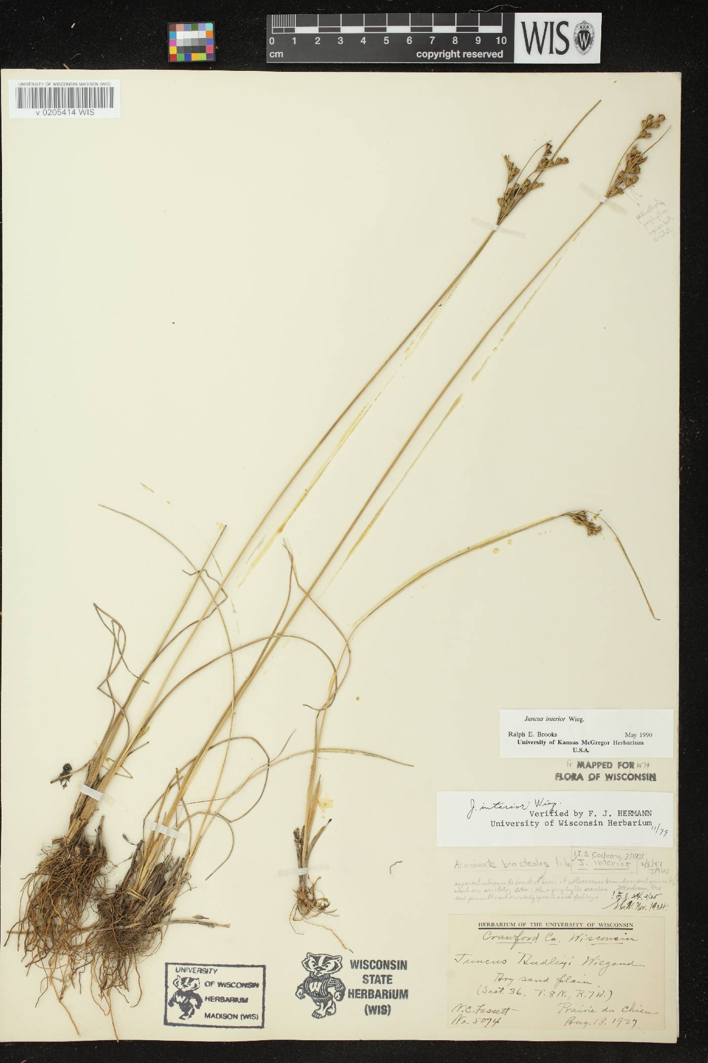 Juncus interior image