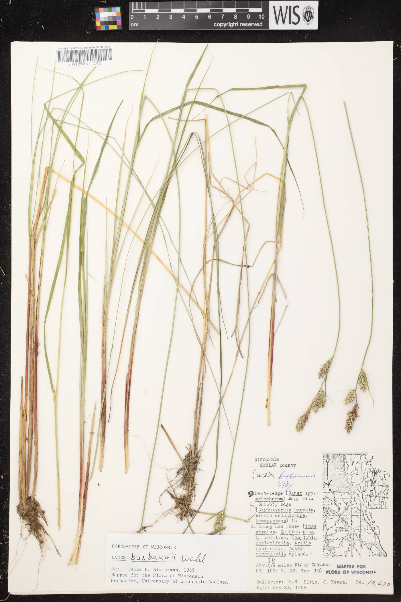 Carex buxbaumii image
