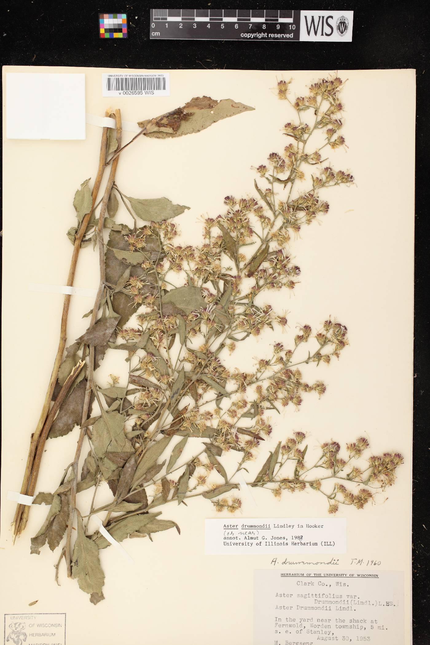 Symphyotrichum drummondii var. drummondii image