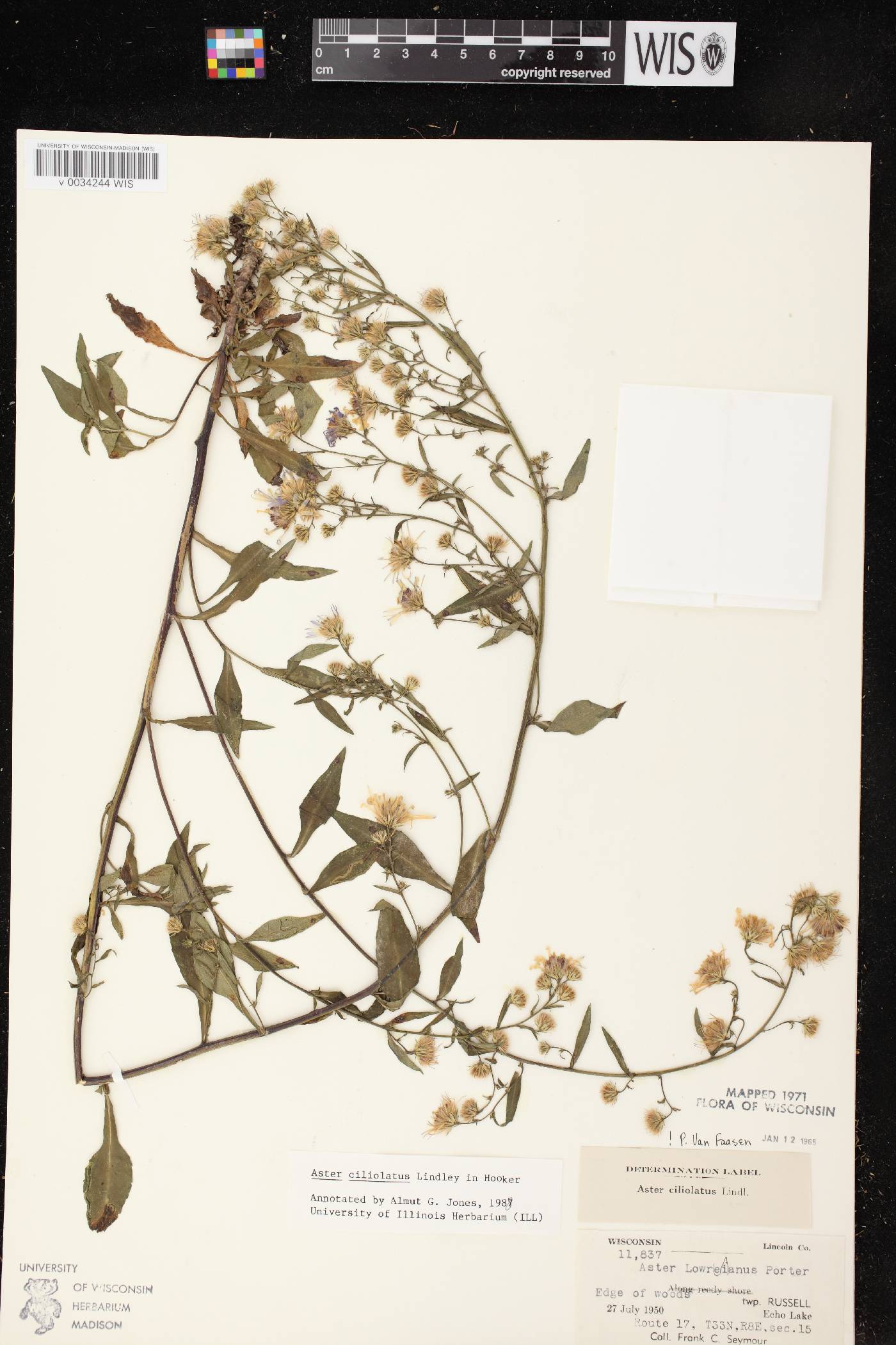 Symphyotrichum ciliolatum image