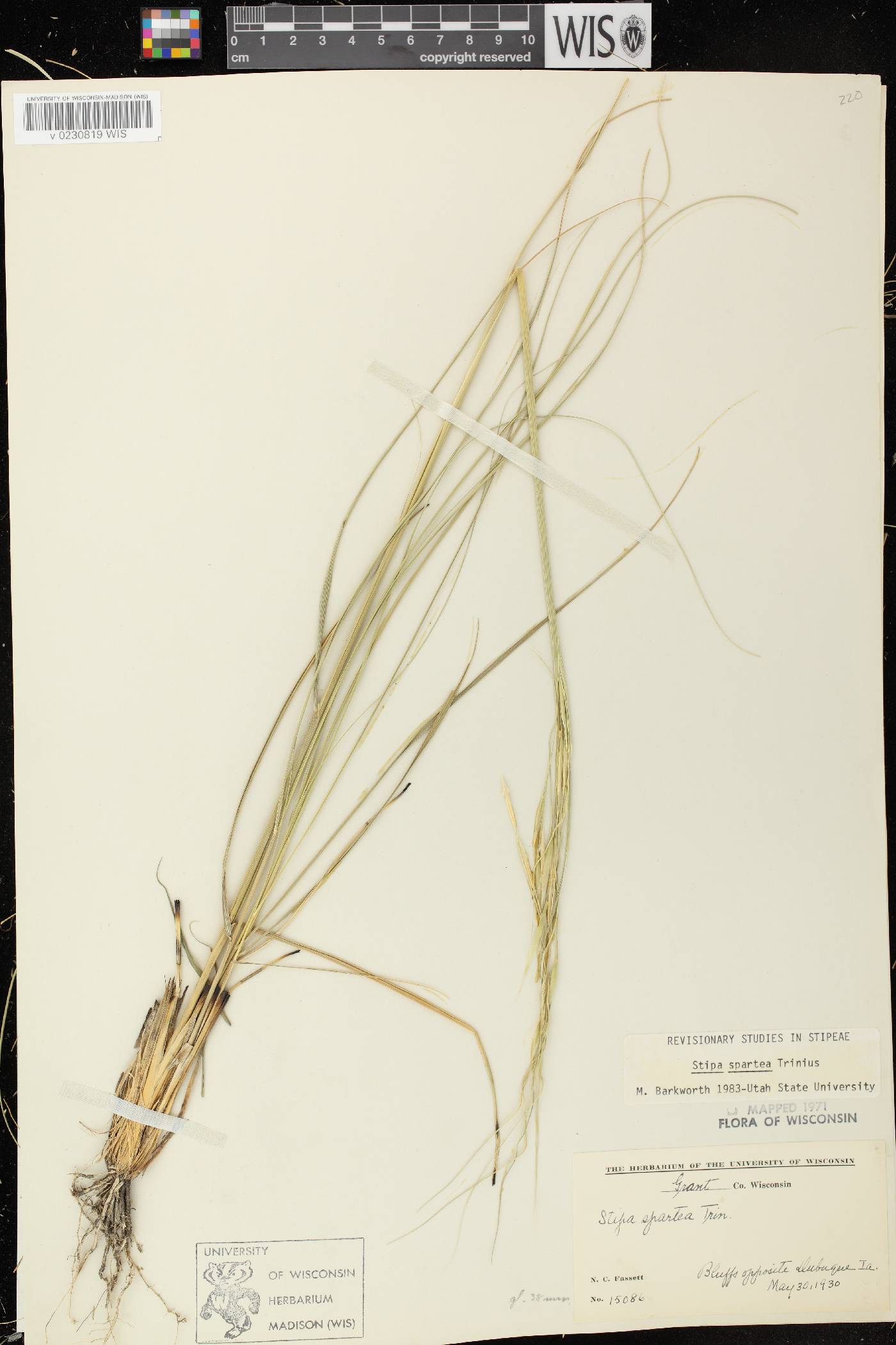 Hesperostipa spartea image