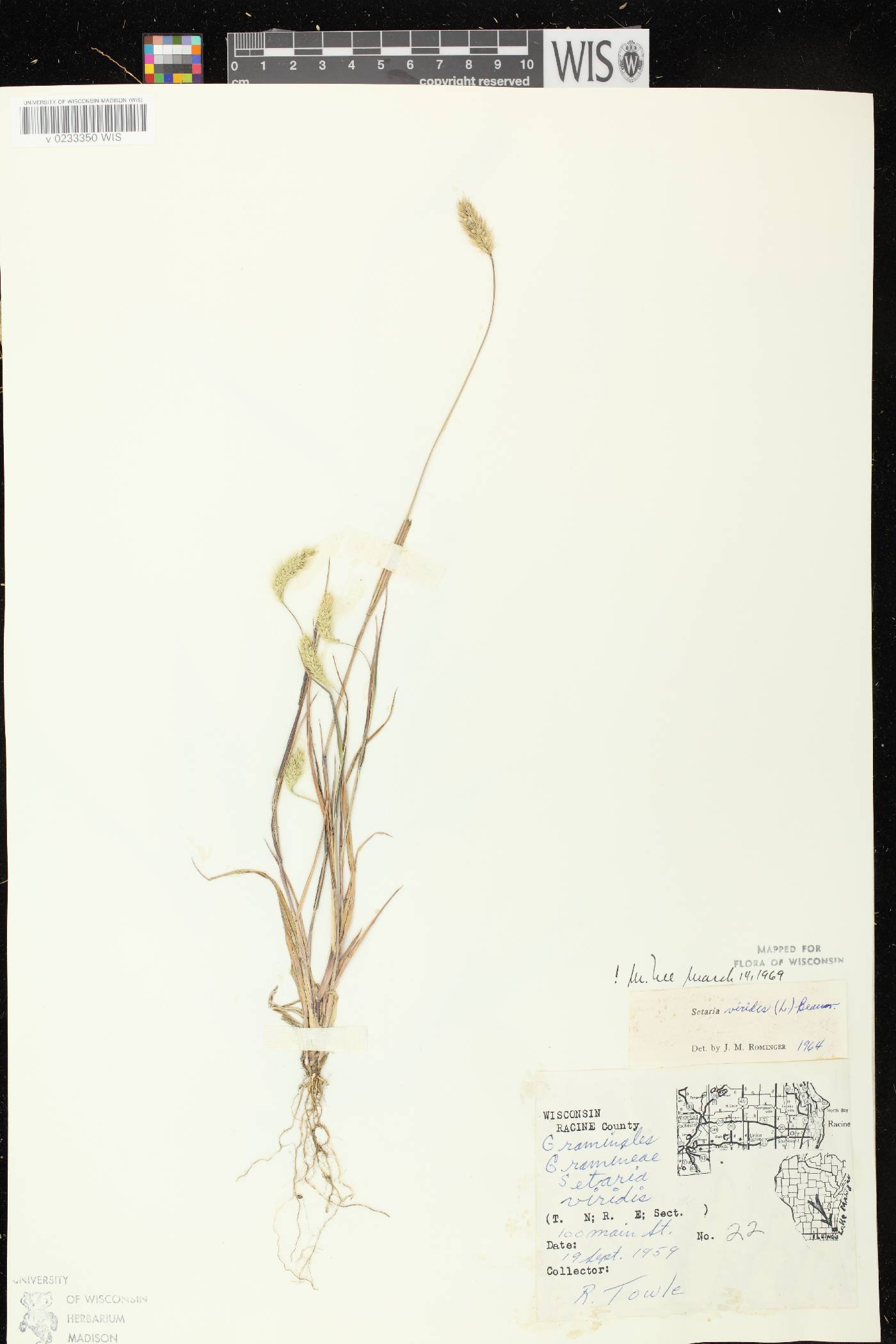 Setaria viridis var. viridis image