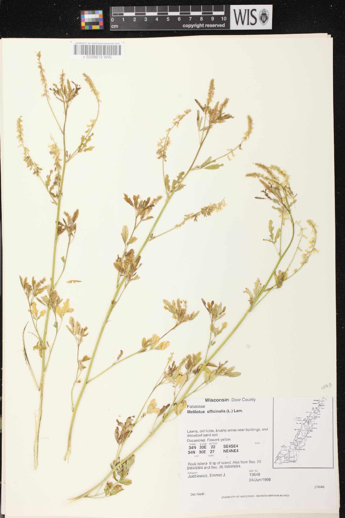 Melilotus officinalis image