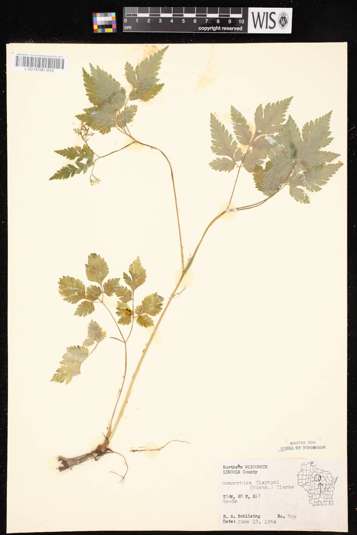 Osmorhiza claytonii image