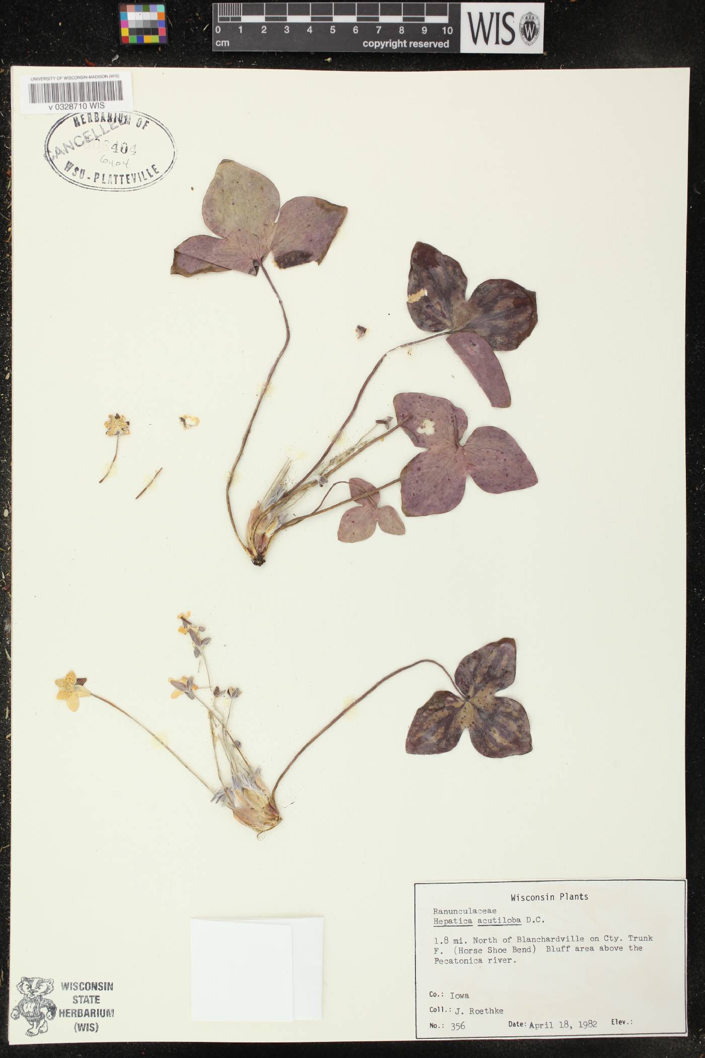 Anemone acutiloba image
