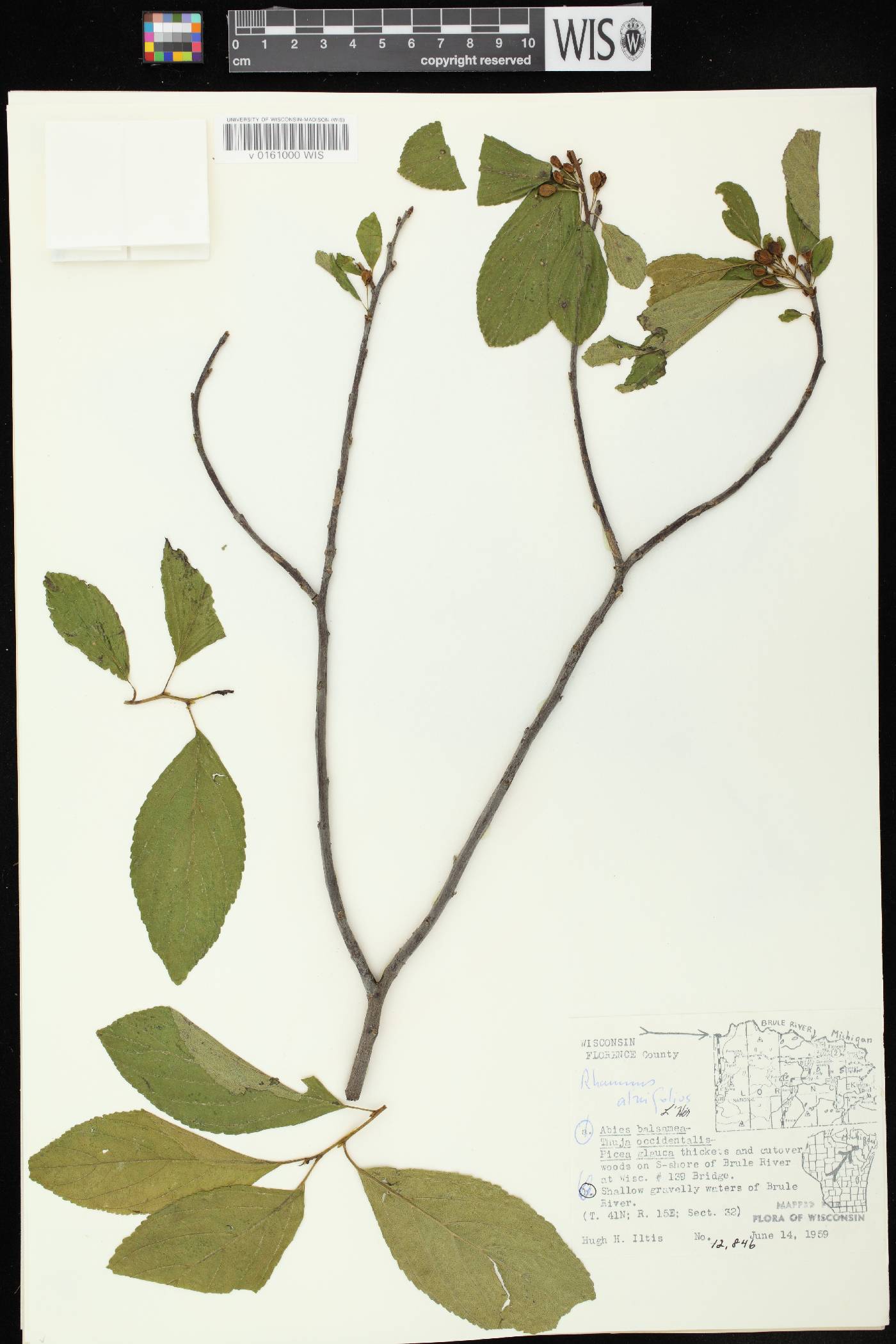 Rhamnus alnifolia image