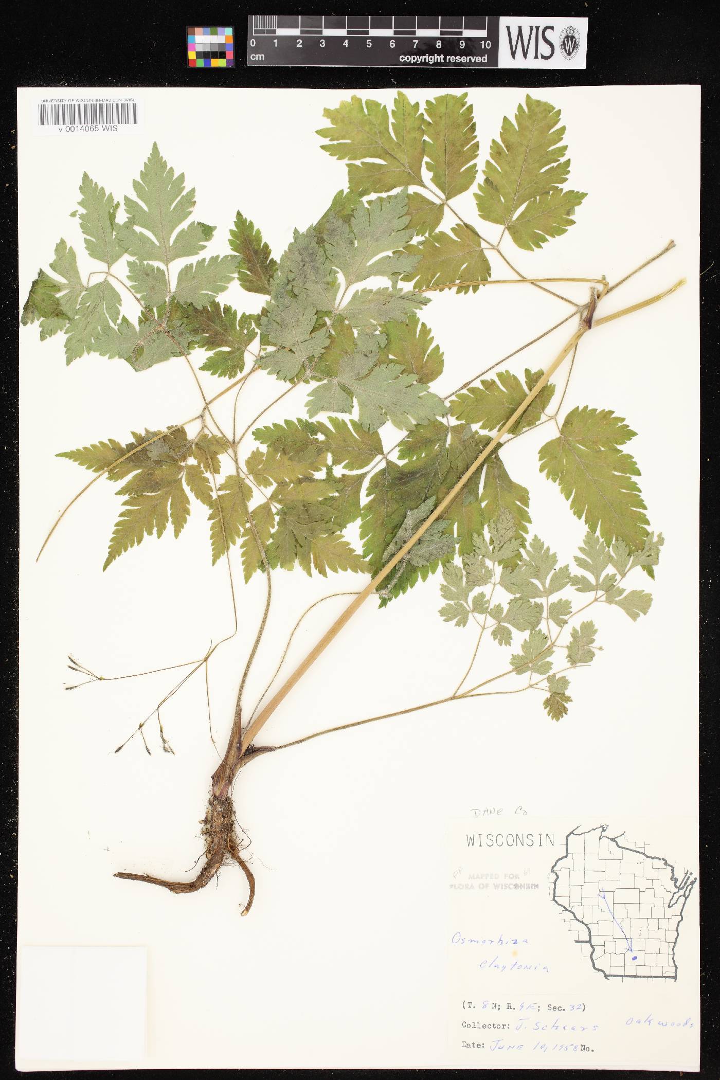 Osmorhiza claytonii image