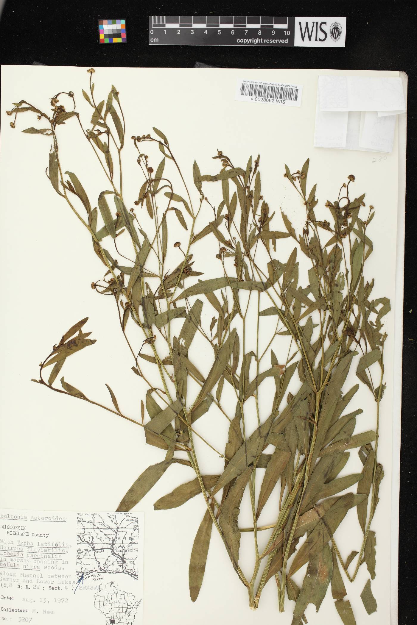 Boltonia asteroides var. recognita image