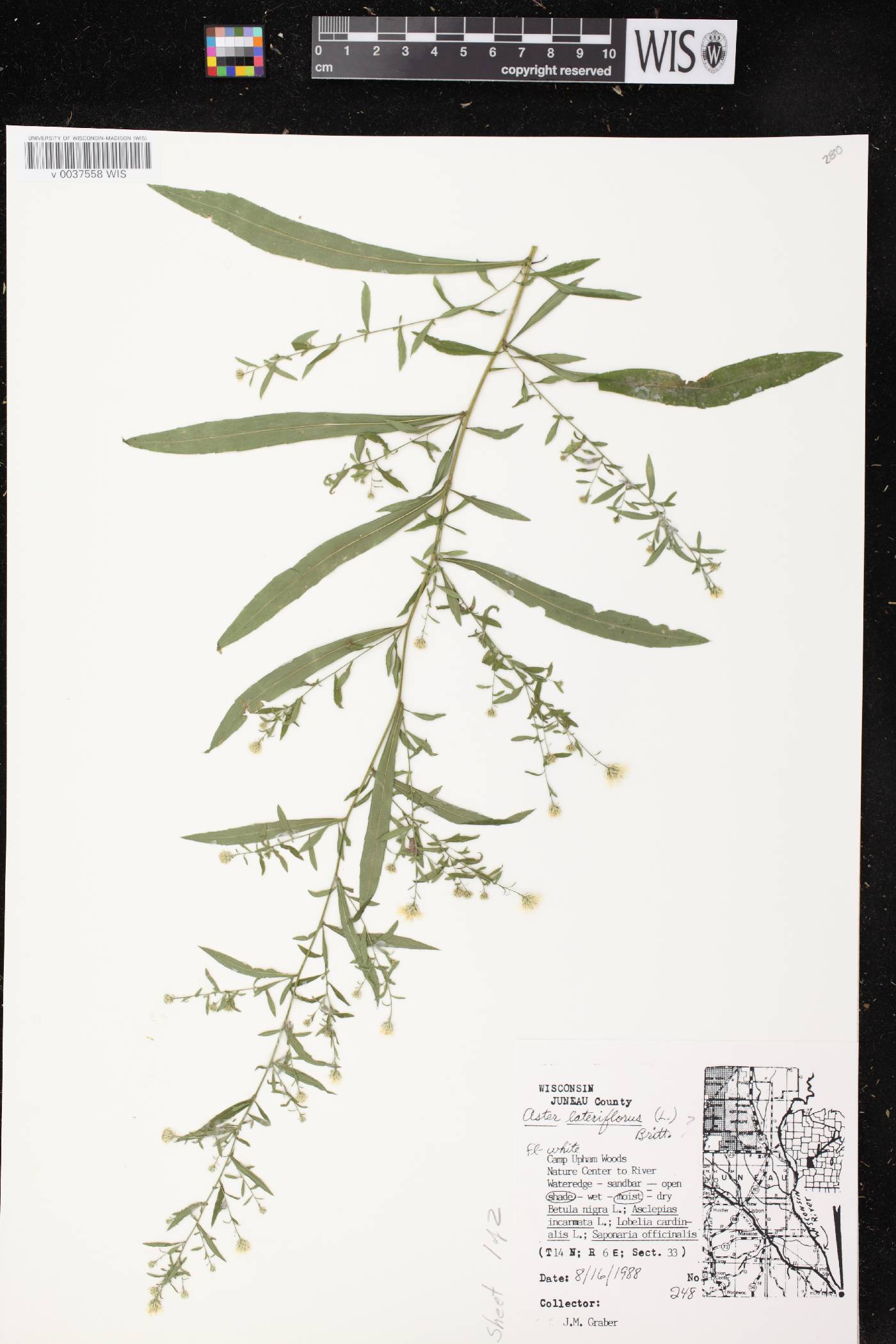 Symphyotrichum lateriflorum image