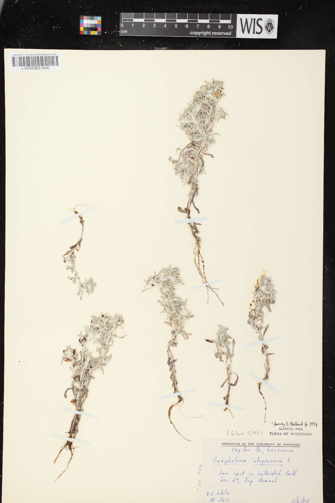 Gnaphalium uliginosum image