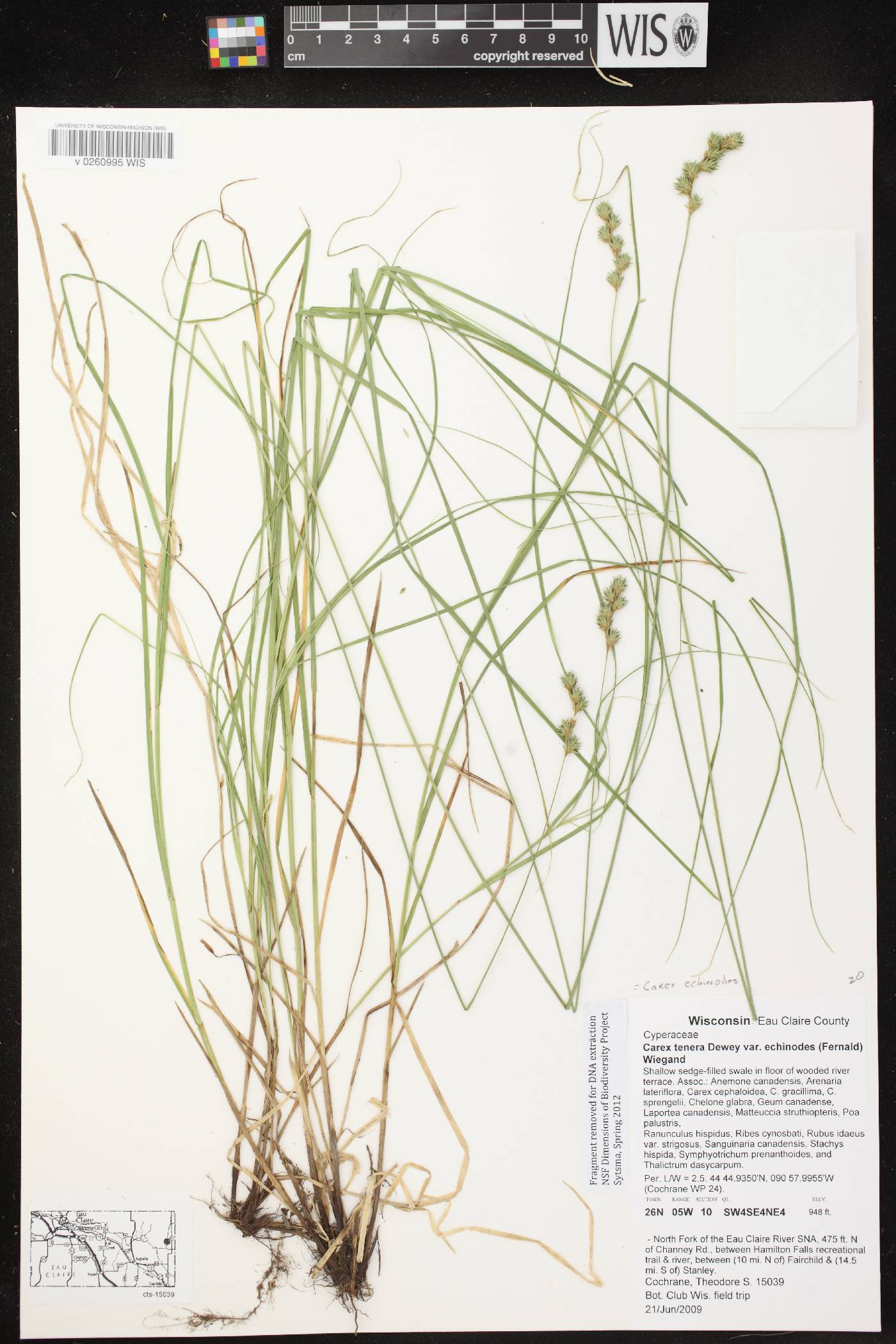 Carex echinodes image