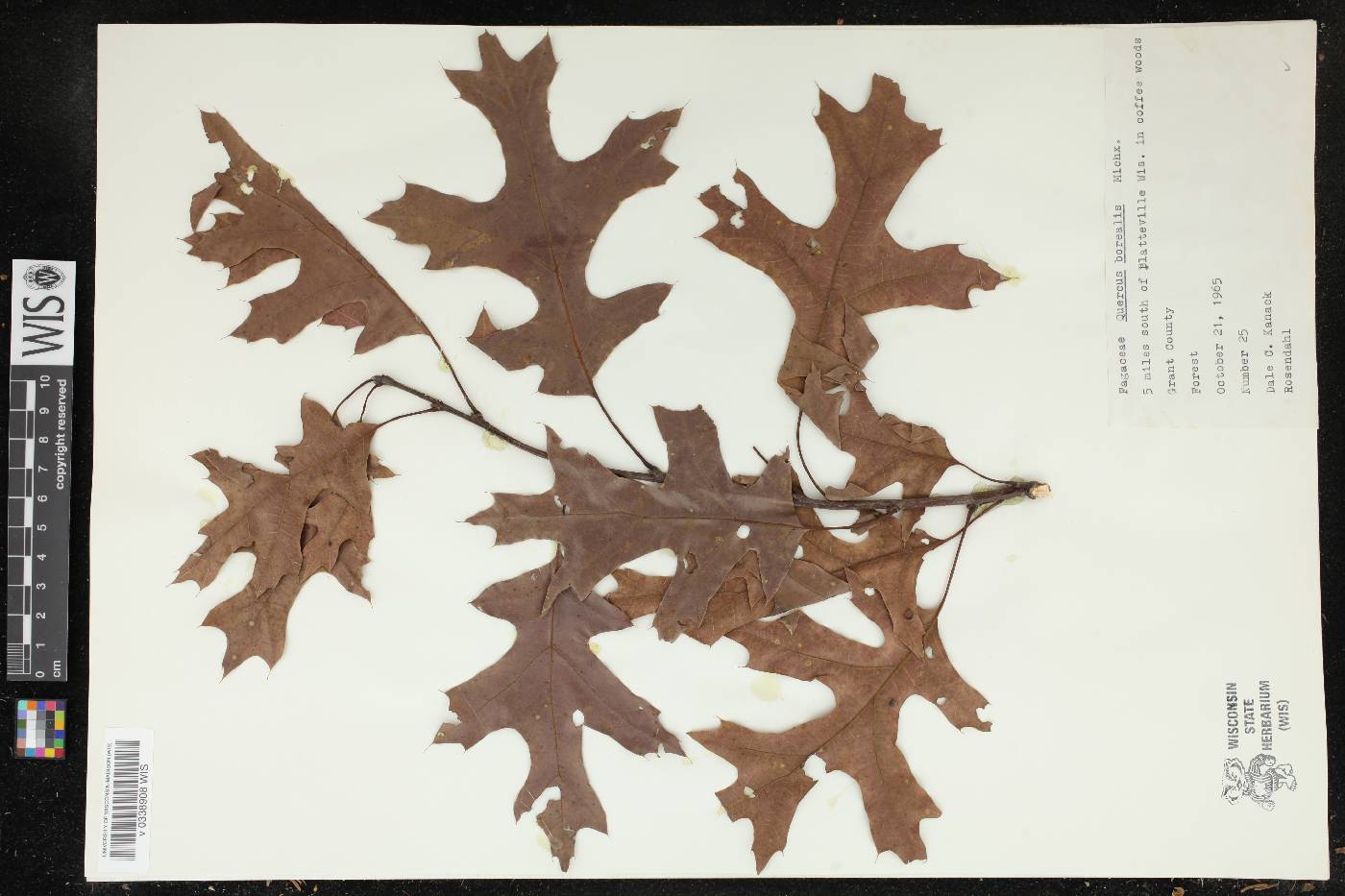 Quercus rubra image
