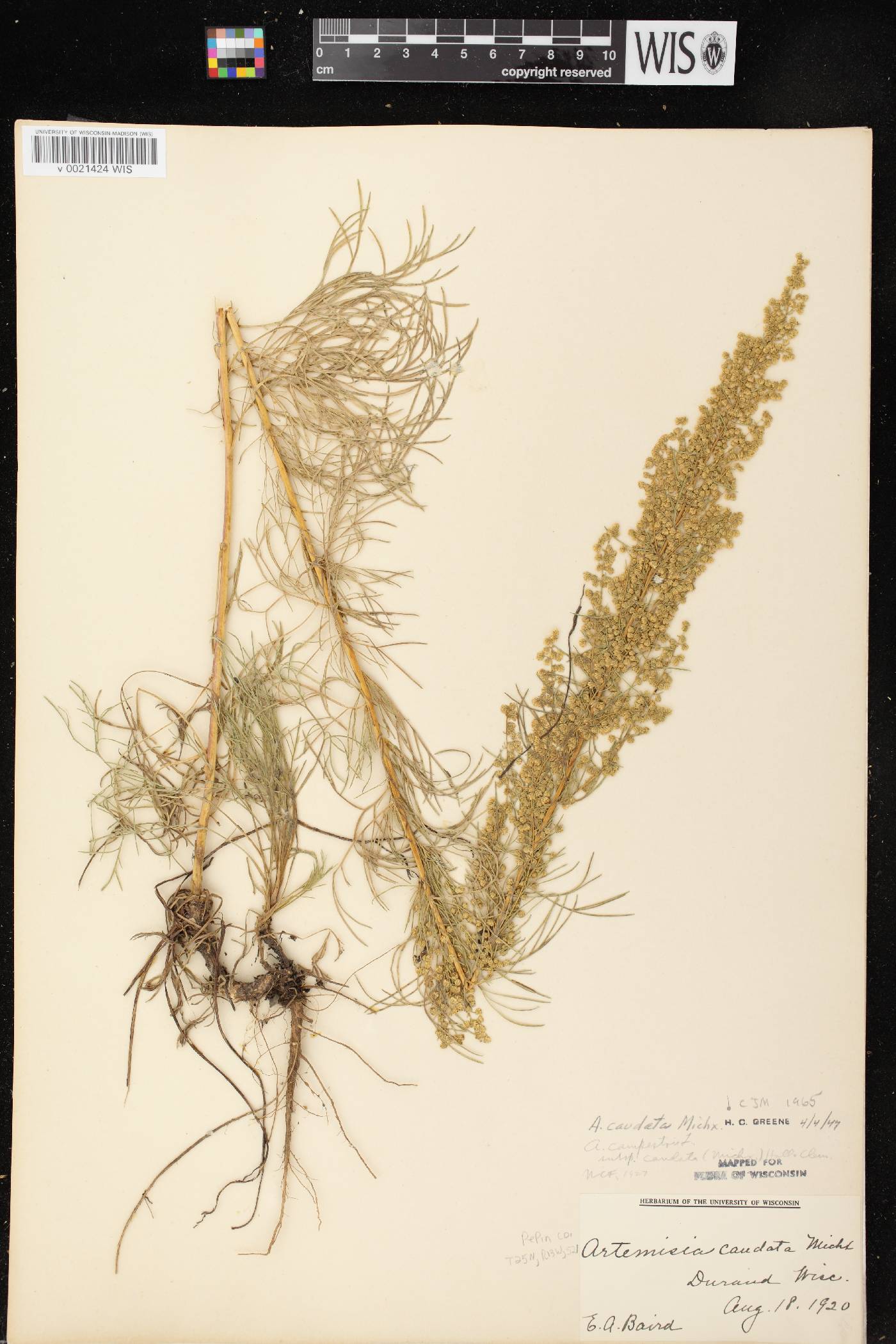 Artemisia campestris image