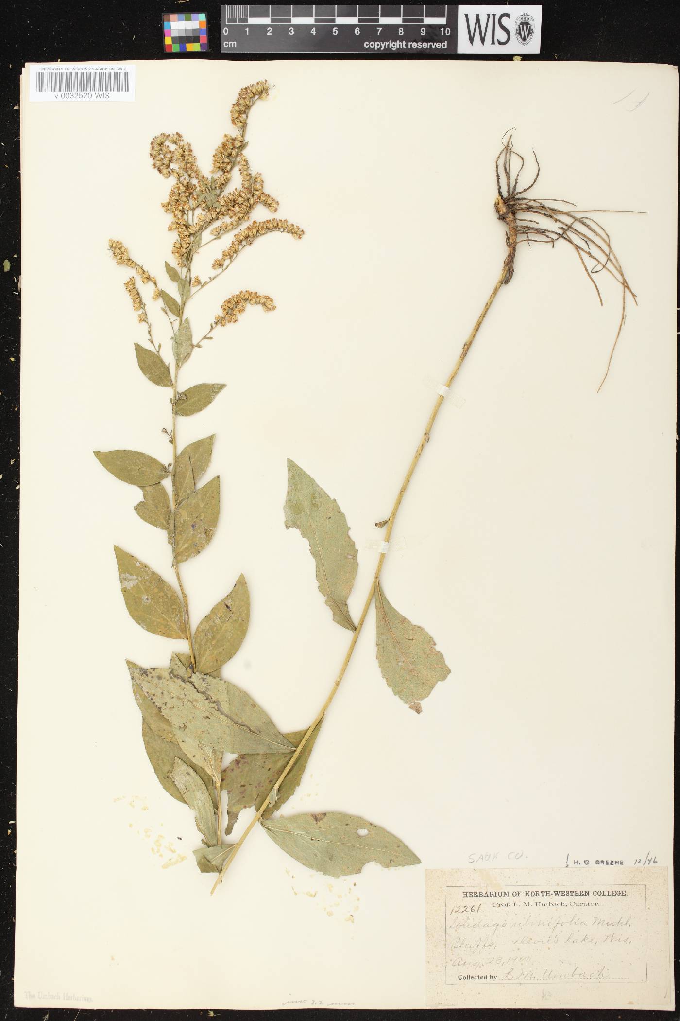 Solidago ulmifolia var. ulmifolia image