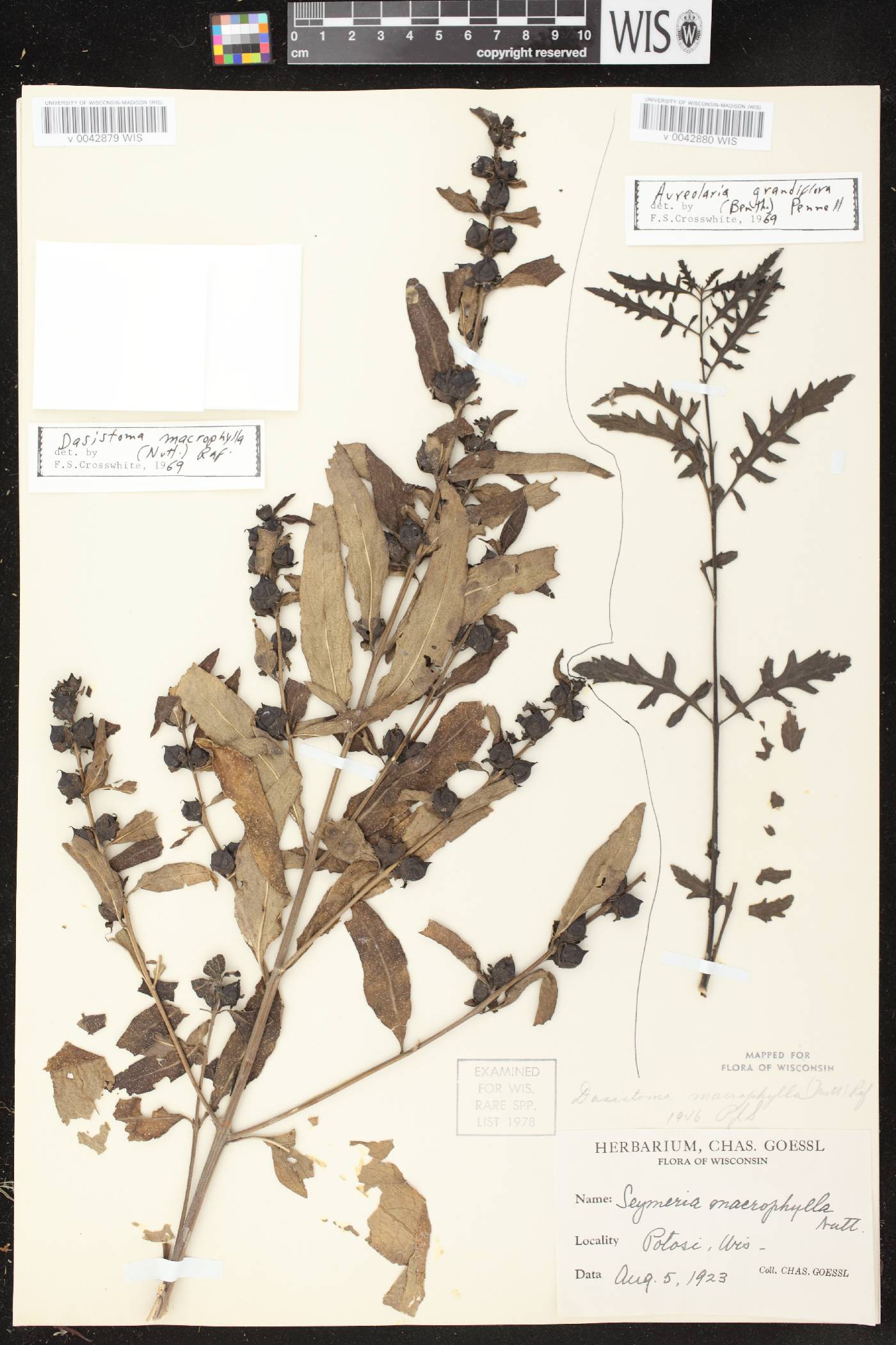 Dasistoma macrophylla image