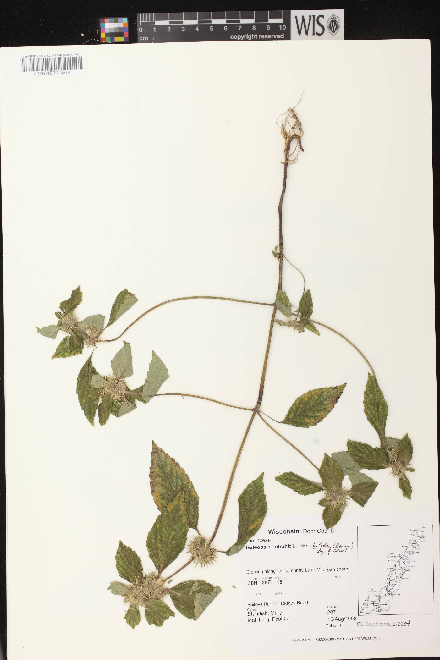 Galeopsis tetrahit image