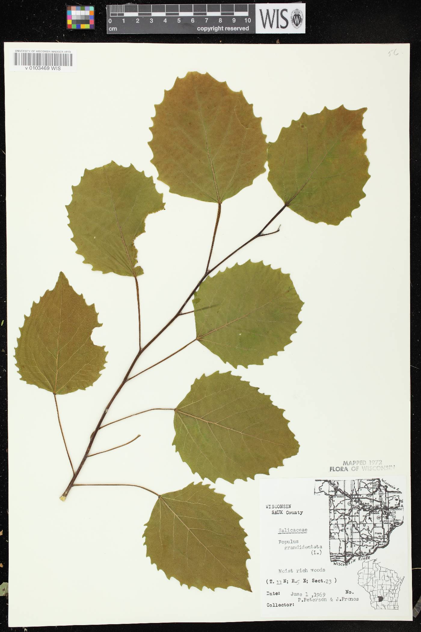 Populus grandidentata image