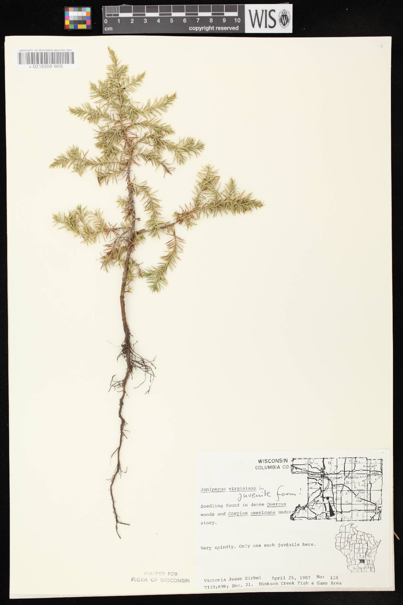 Juniperus virginiana var. virginiana image