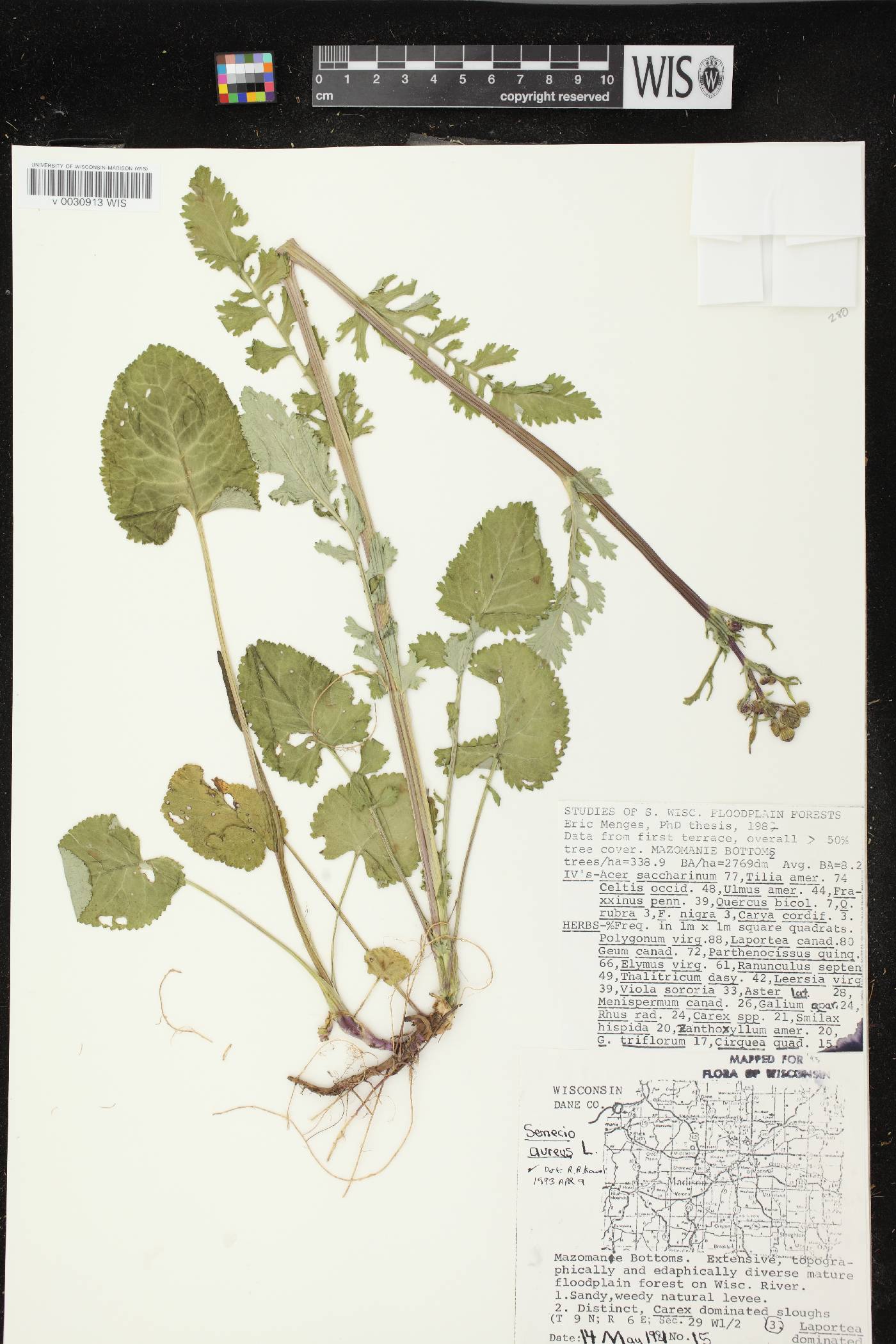 Packera aurea image