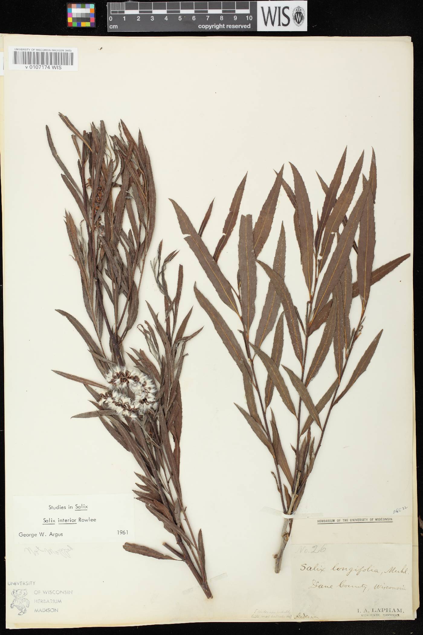 Salix interior image