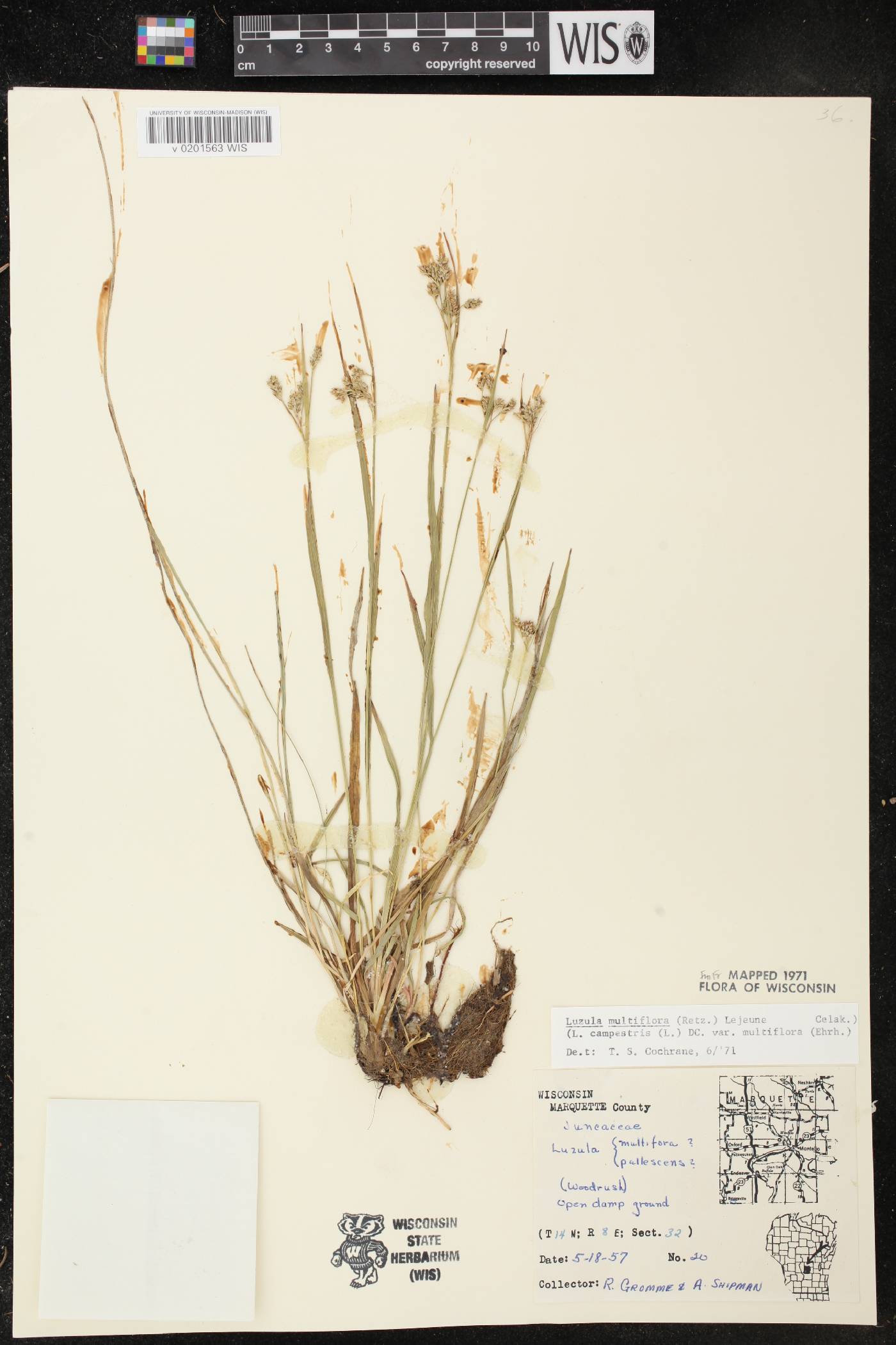 Luzula multiflora image