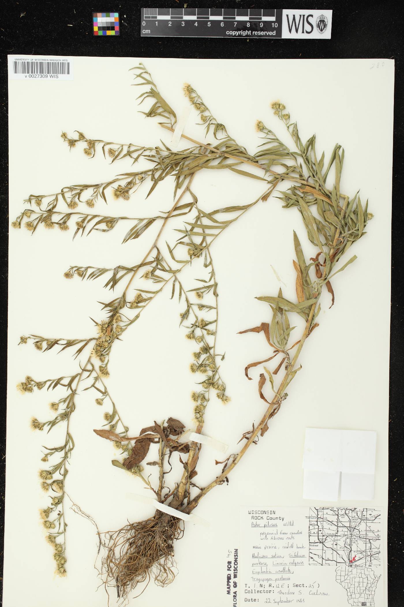 Symphyotrichum pilosum image