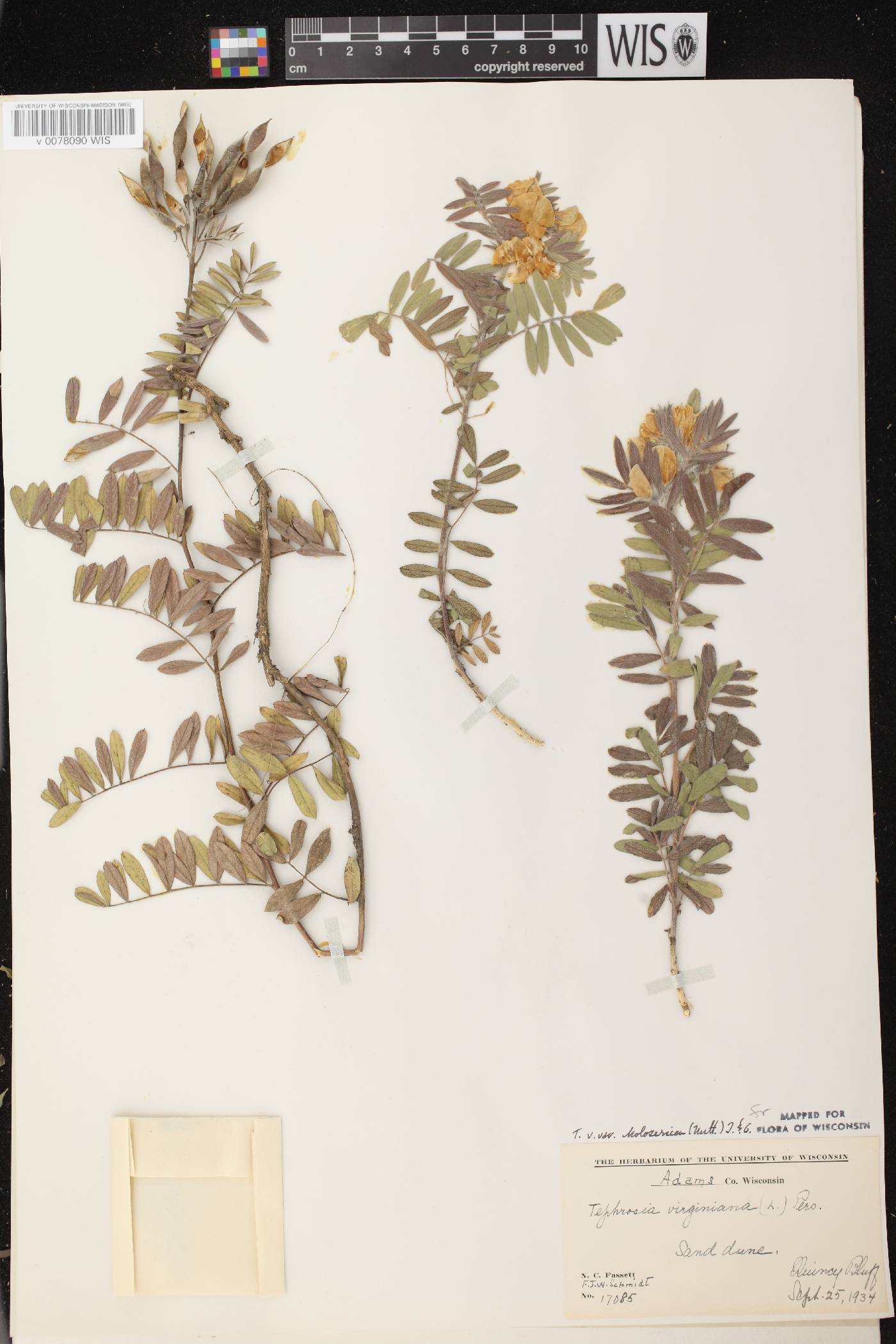 Tephrosia virginiana image