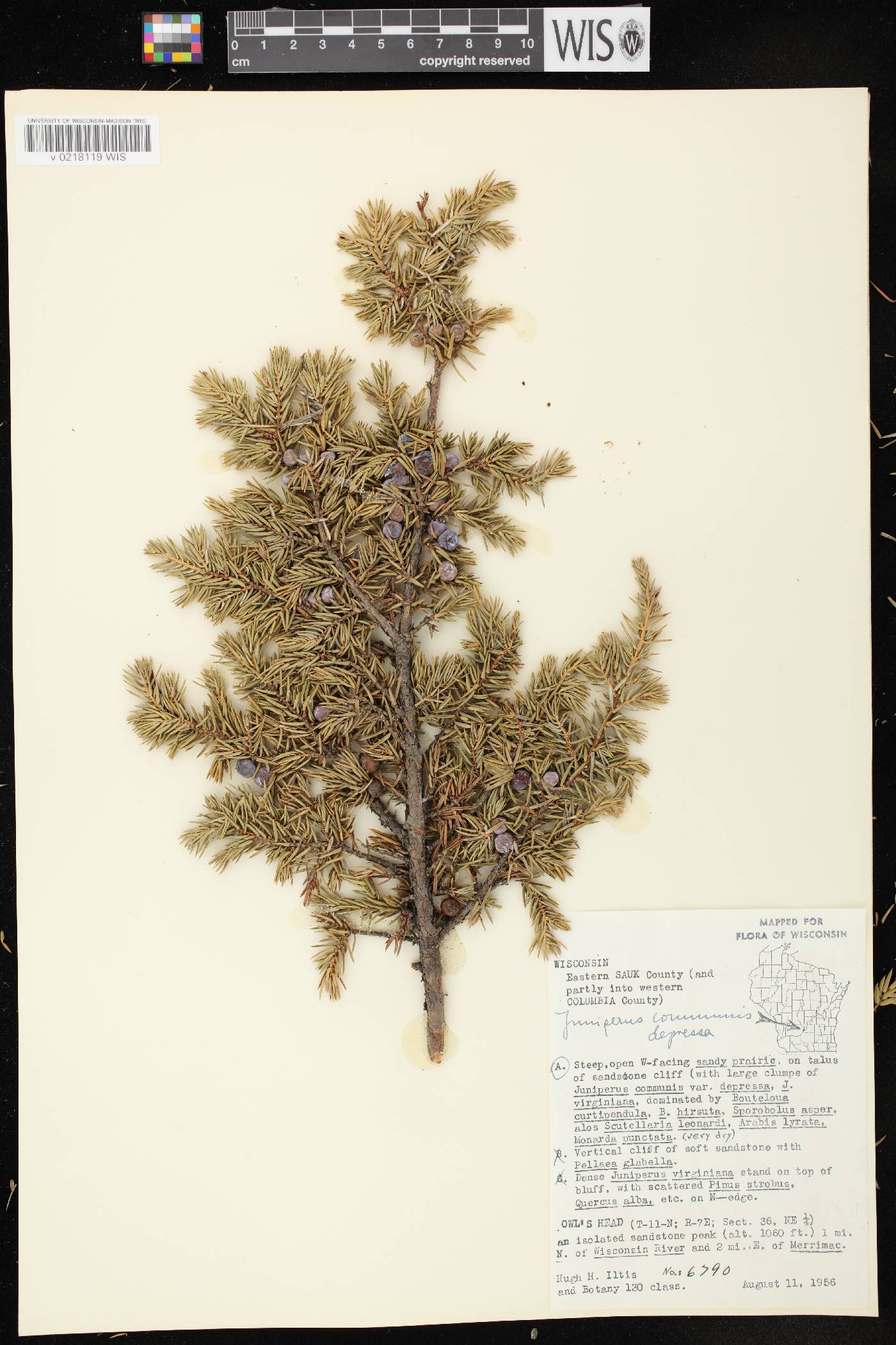 Juniperus communis image