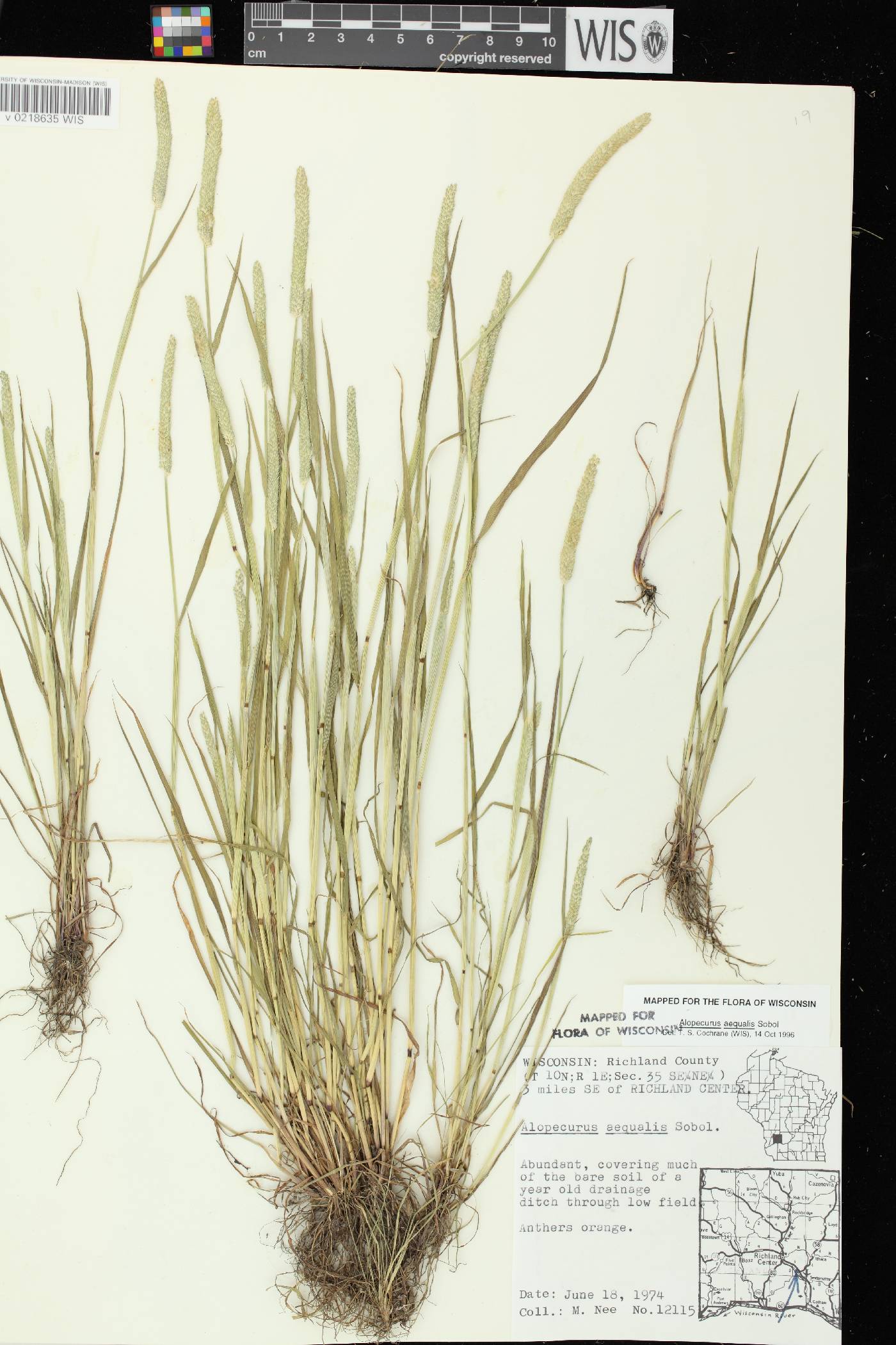 Alopecurus aequalis image