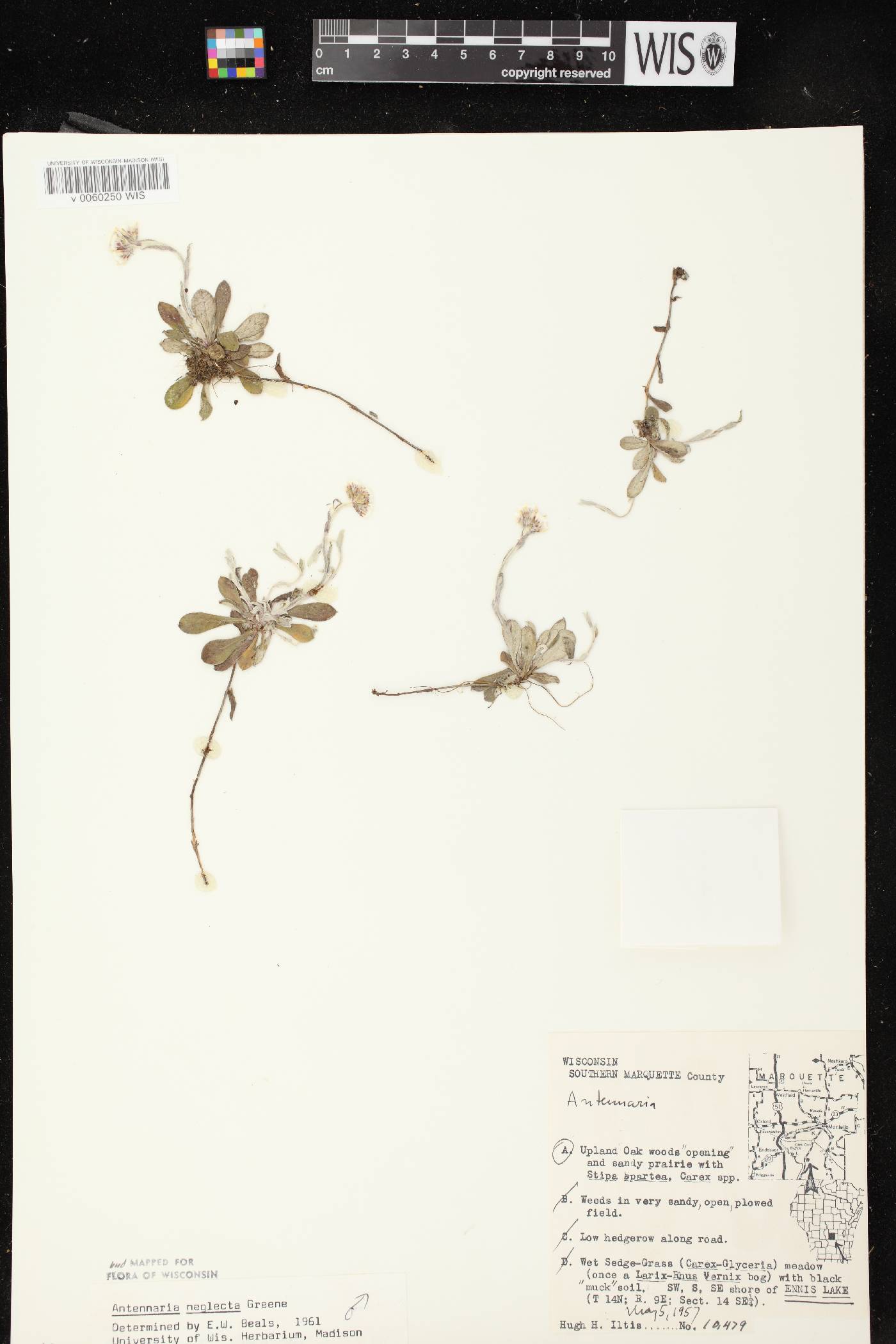 Antennaria neglecta image