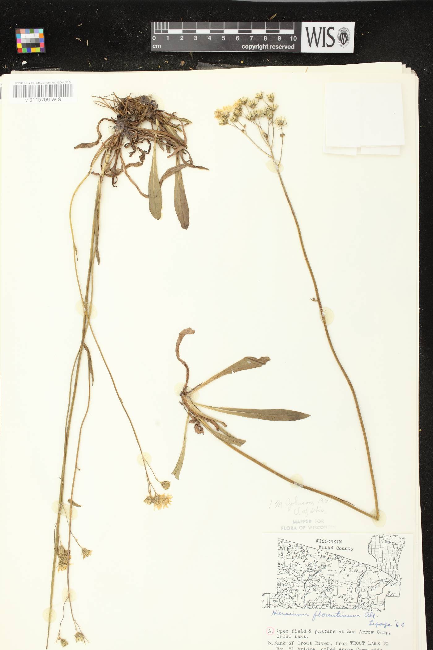Hieracium piloselloides image