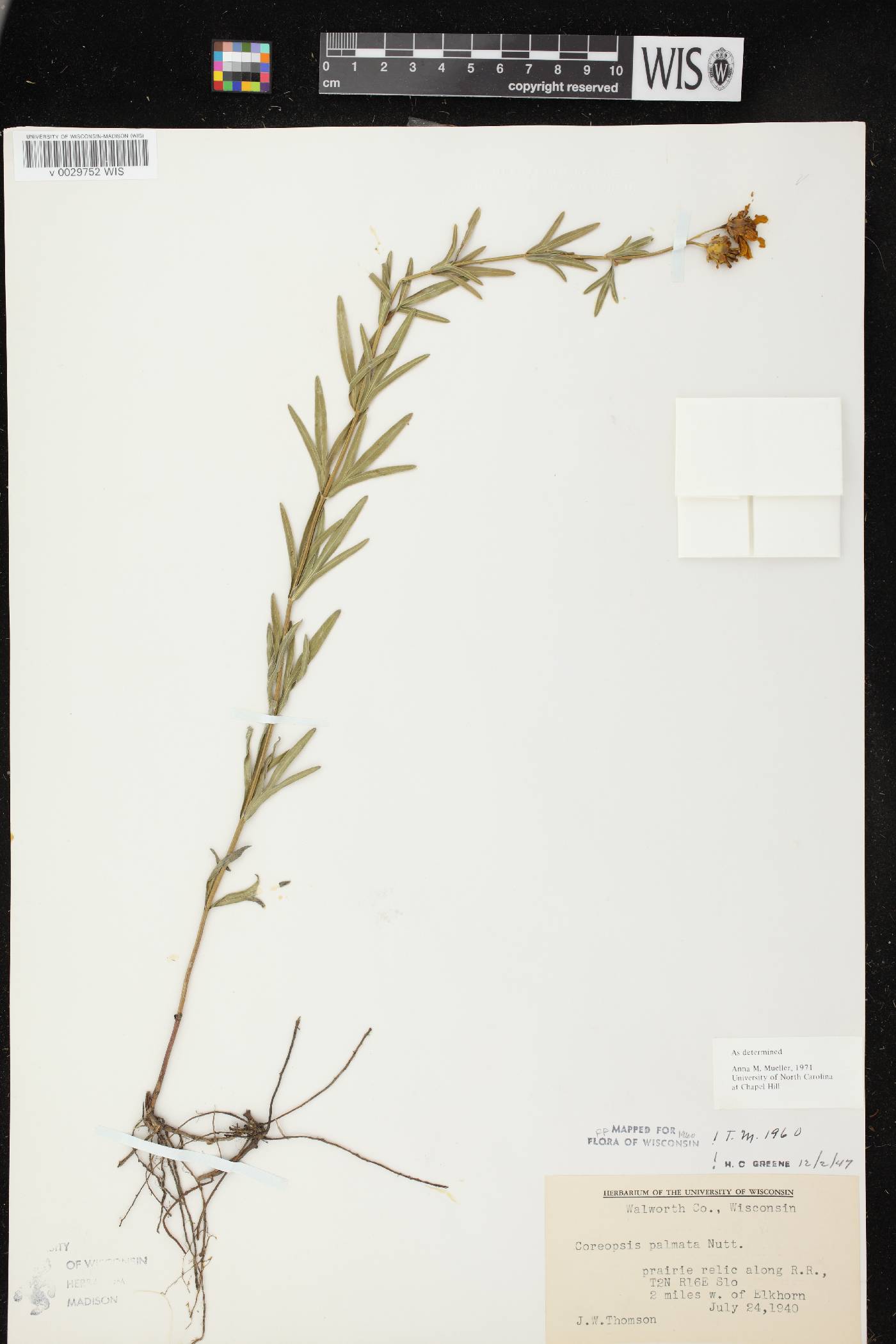 Coreopsis palmata image