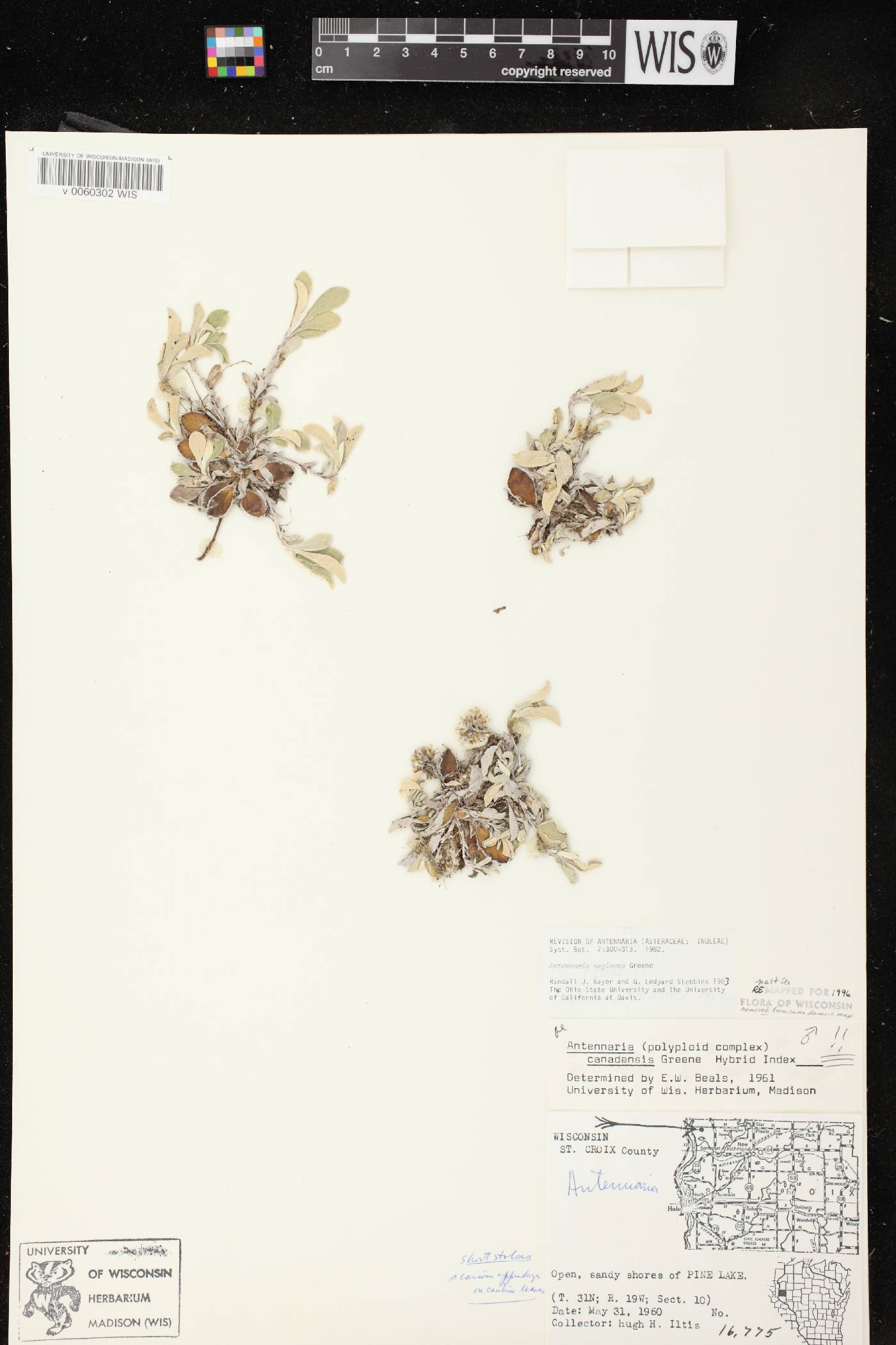 Antennaria neglecta image