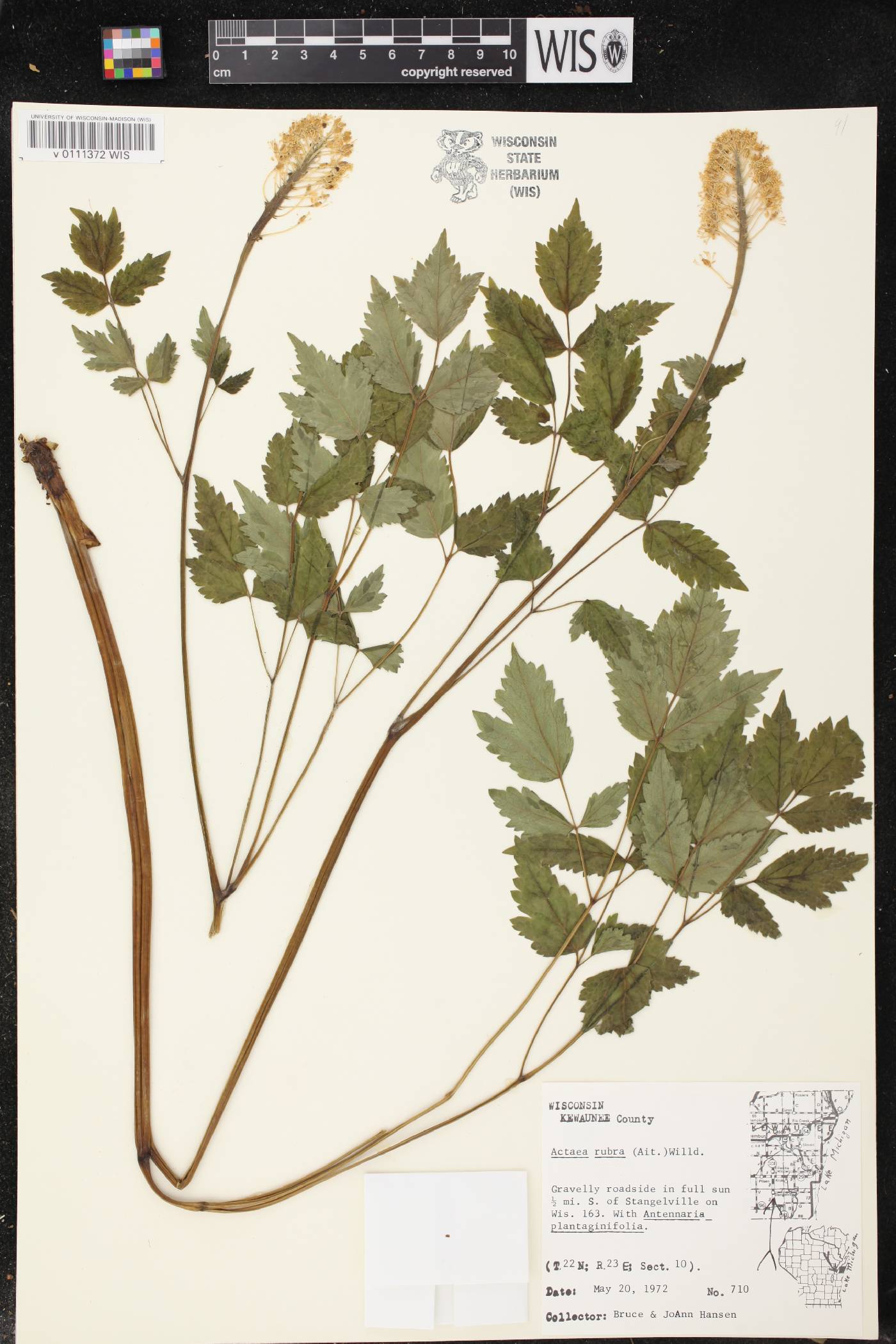 Actaea rubra image