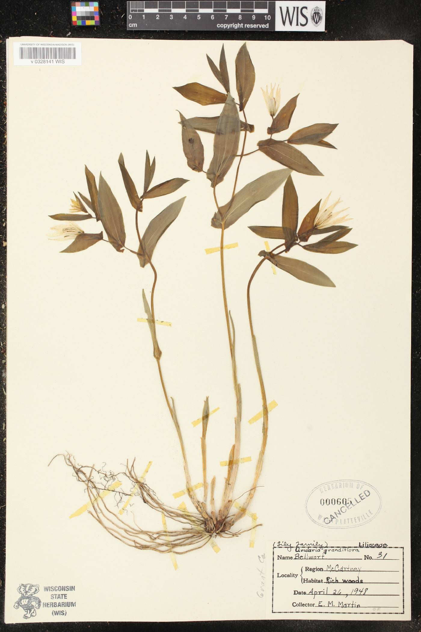 Uvularia grandiflora image