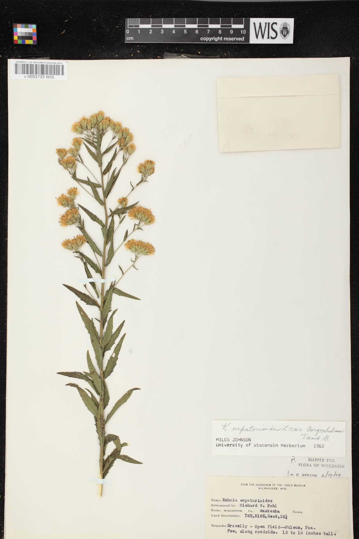 Brickellia eupatorioides image