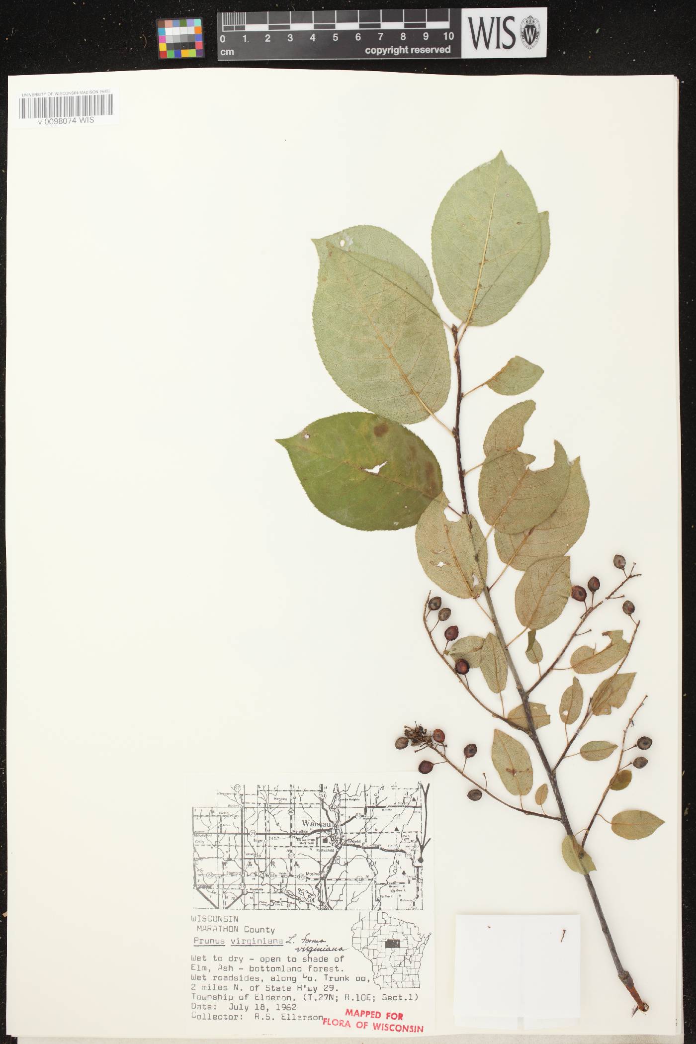 Prunus virginiana image