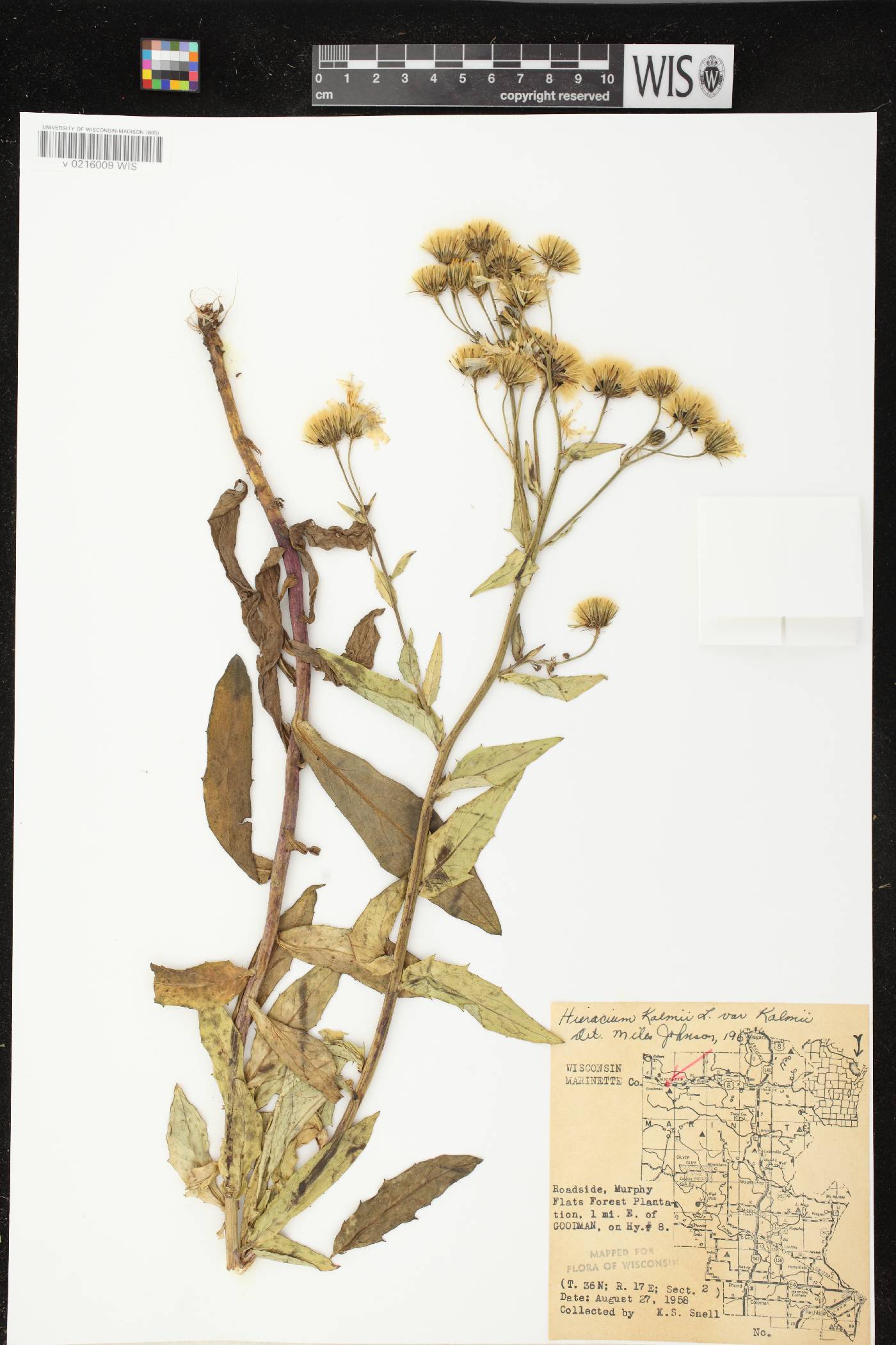 Hieracium umbellatum image