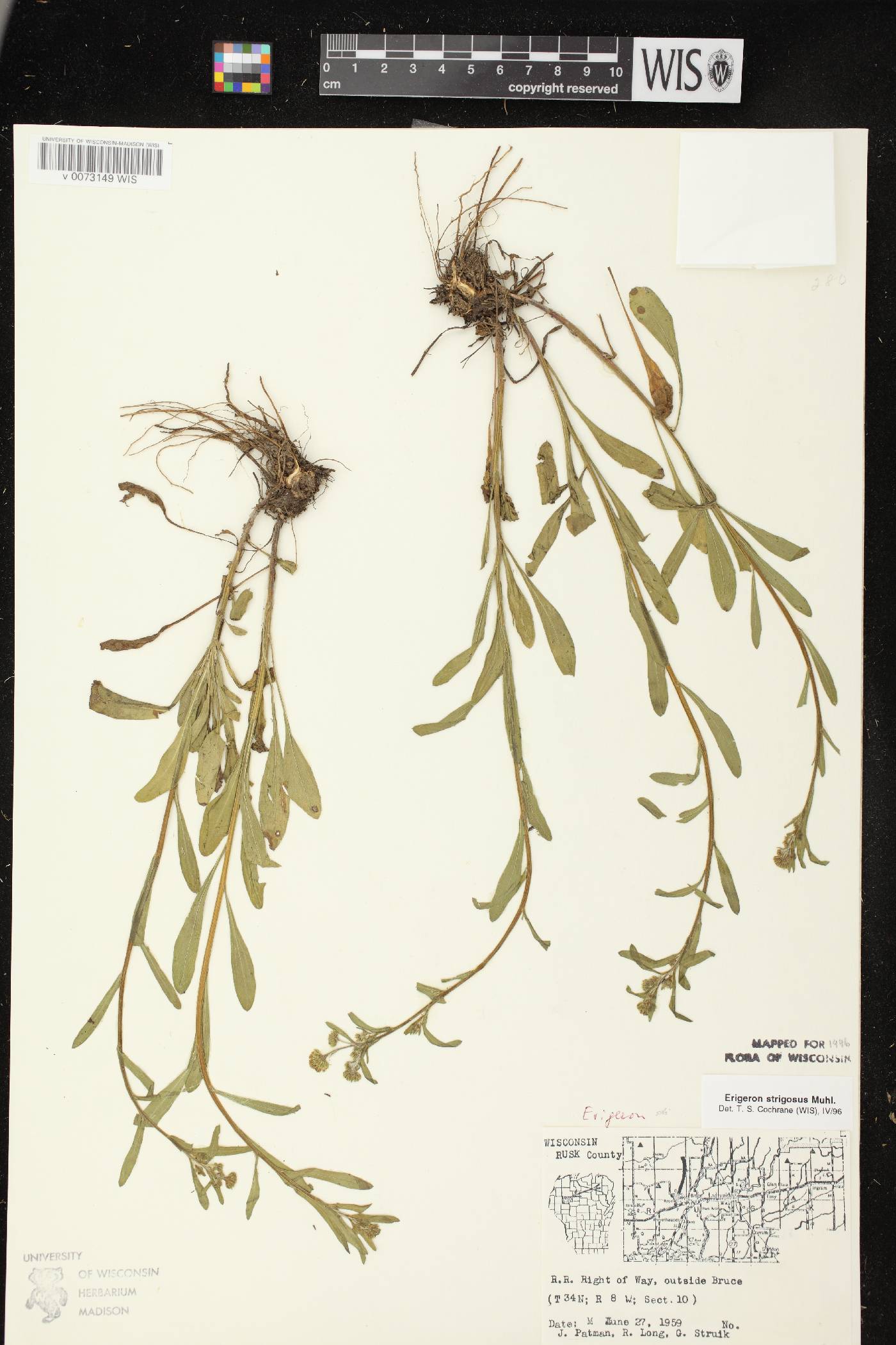 Erigeron strigosus var. strigosus image