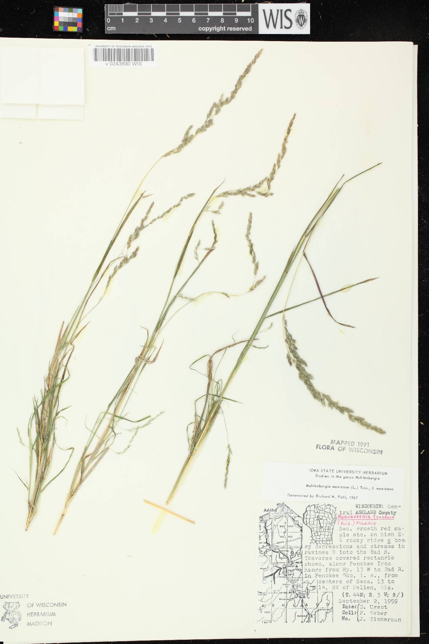 Muhlenbergia mexicana image